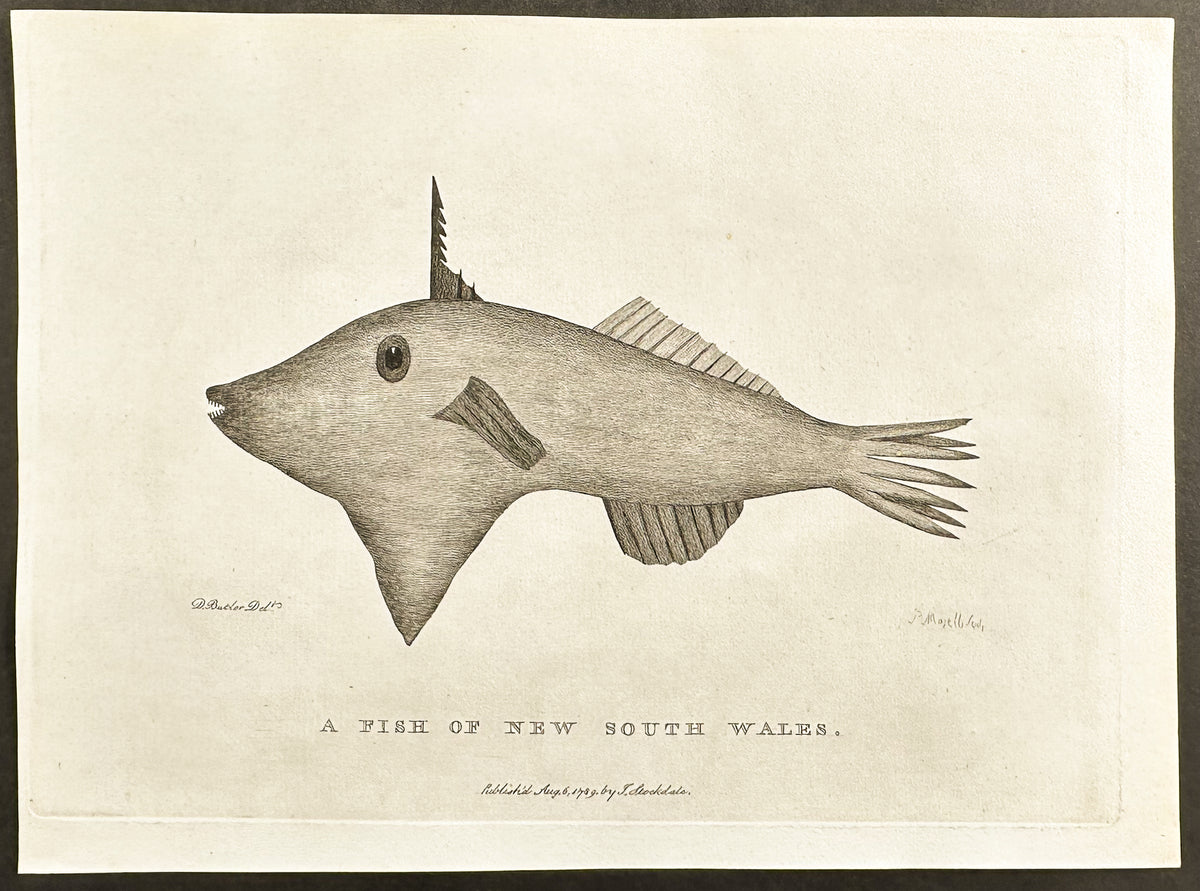 A Fish of New South Wales
