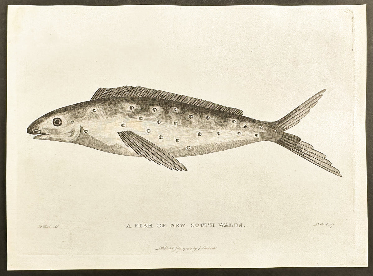 A Fish of New South Wales
