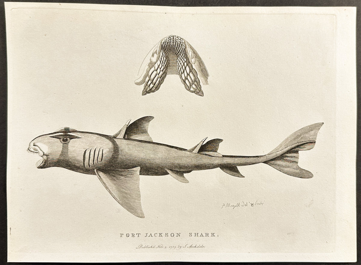Port Jackson Shark