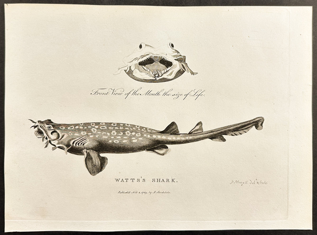 Watts's Shark