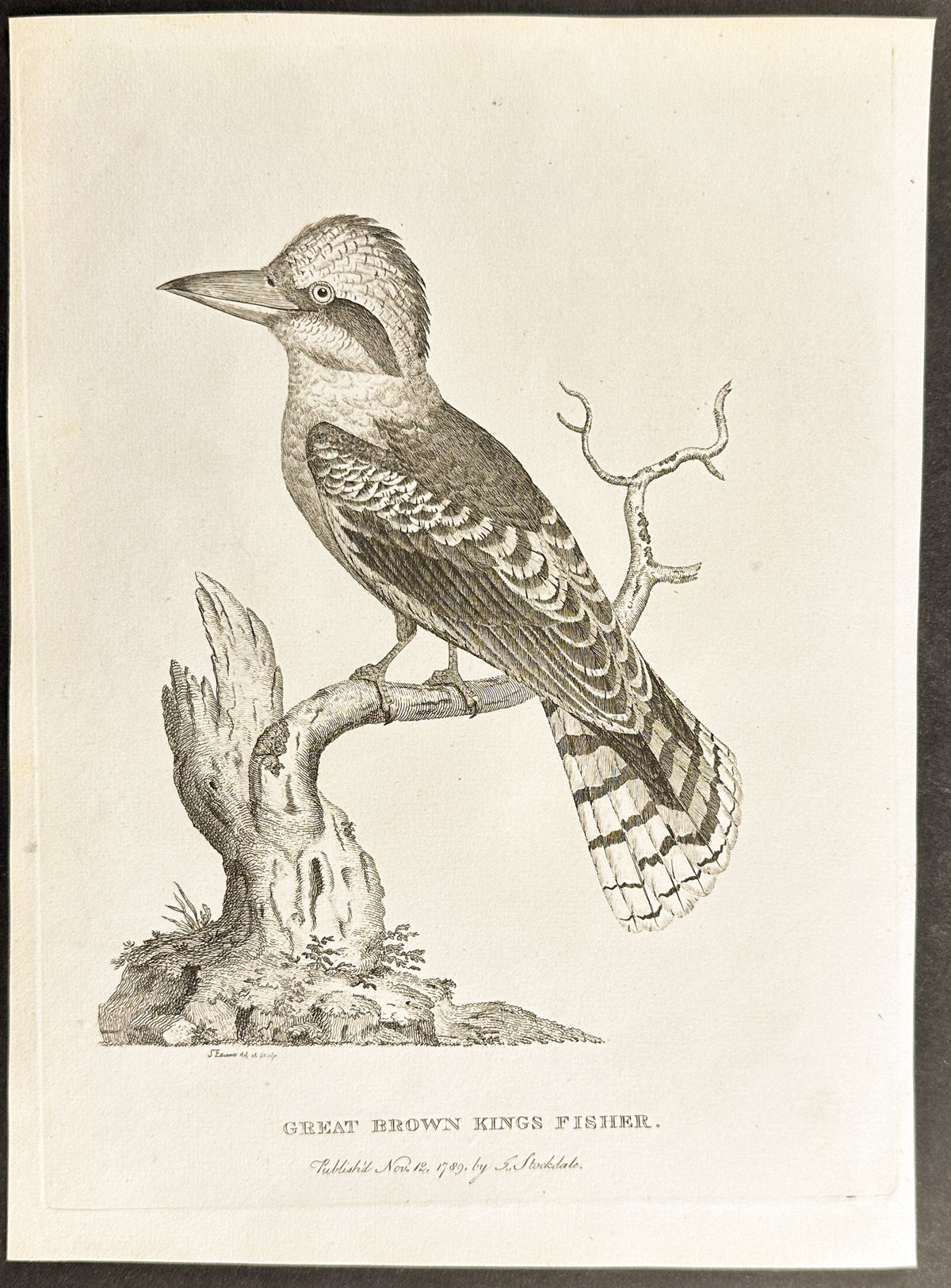 Great Brown Kings Fisher
