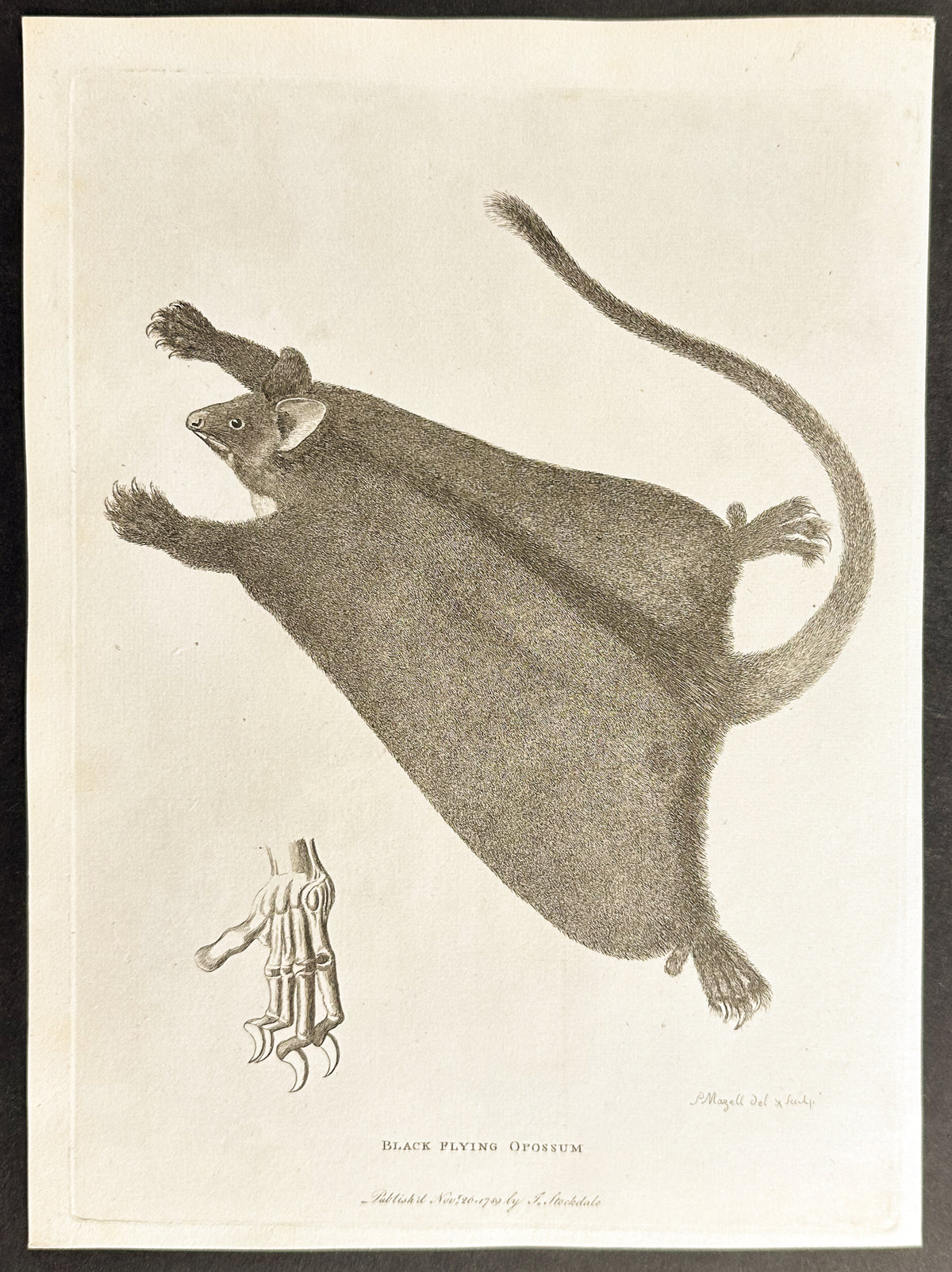 Black Flying Opposum