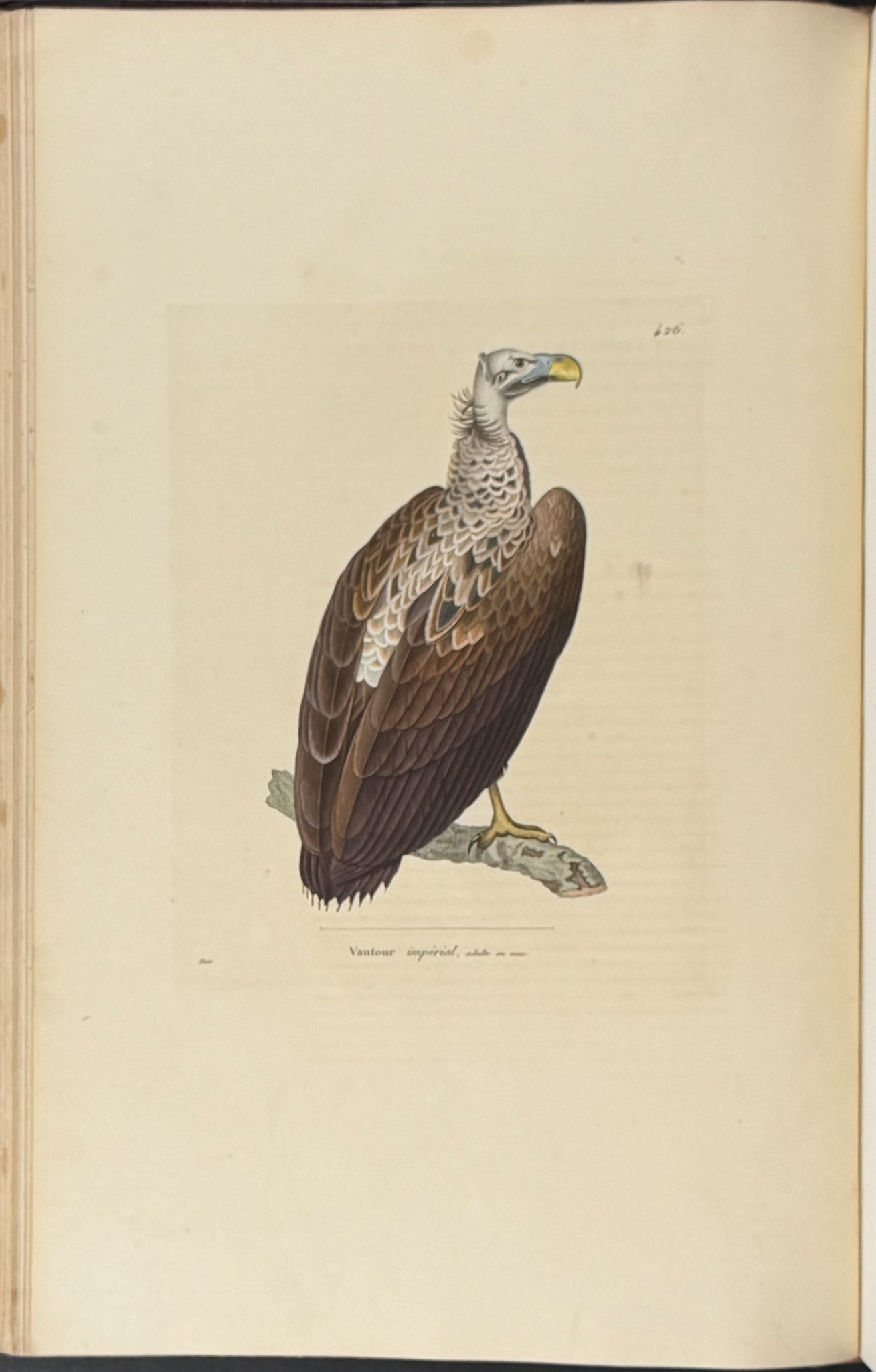 Nouveau recueil de planches coloriees d'oiseaux (New Collection of Colored Plates of Birds)