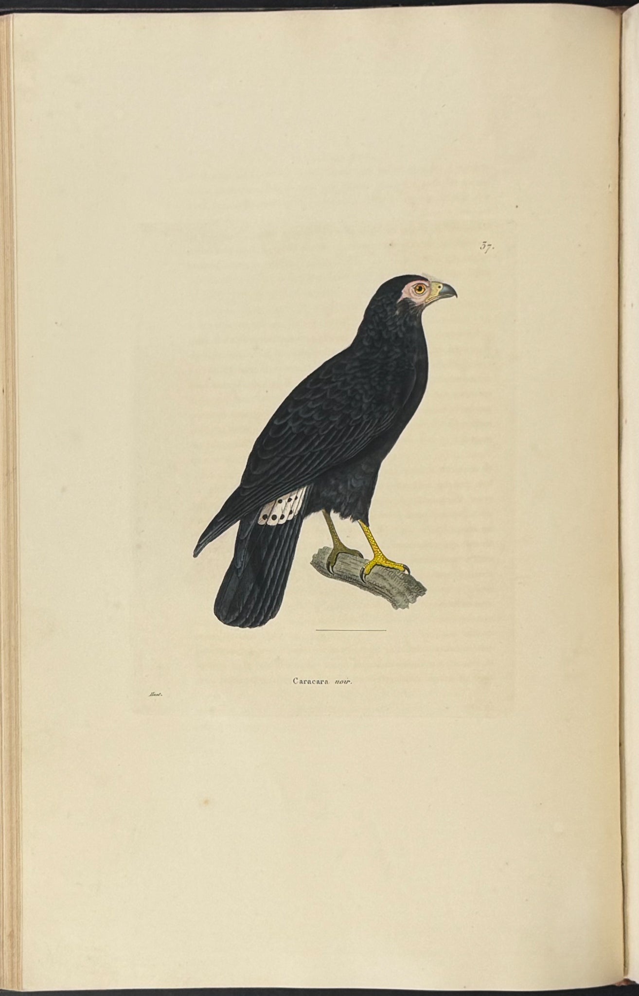 Nouveau recueil de planches coloriees d'oiseaux (New Collection of Colored Plates of Birds)