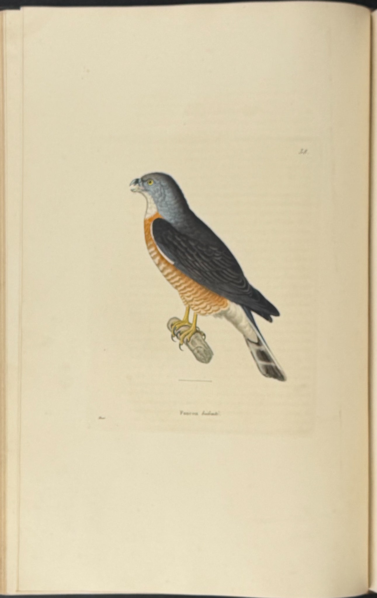 Nouveau recueil de planches coloriees d'oiseaux (New Collection of Colored Plates of Birds)
