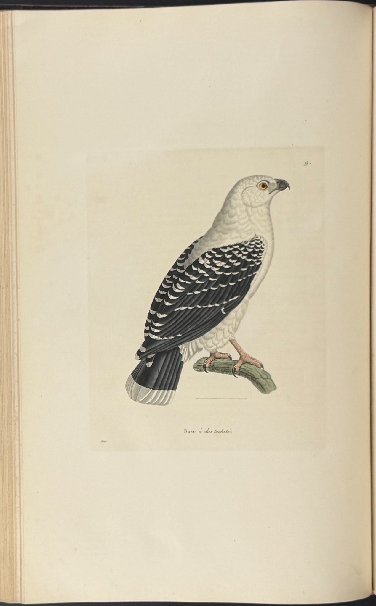 Nouveau recueil de planches coloriees d'oiseaux (New Collection of Colored Plates of Birds)