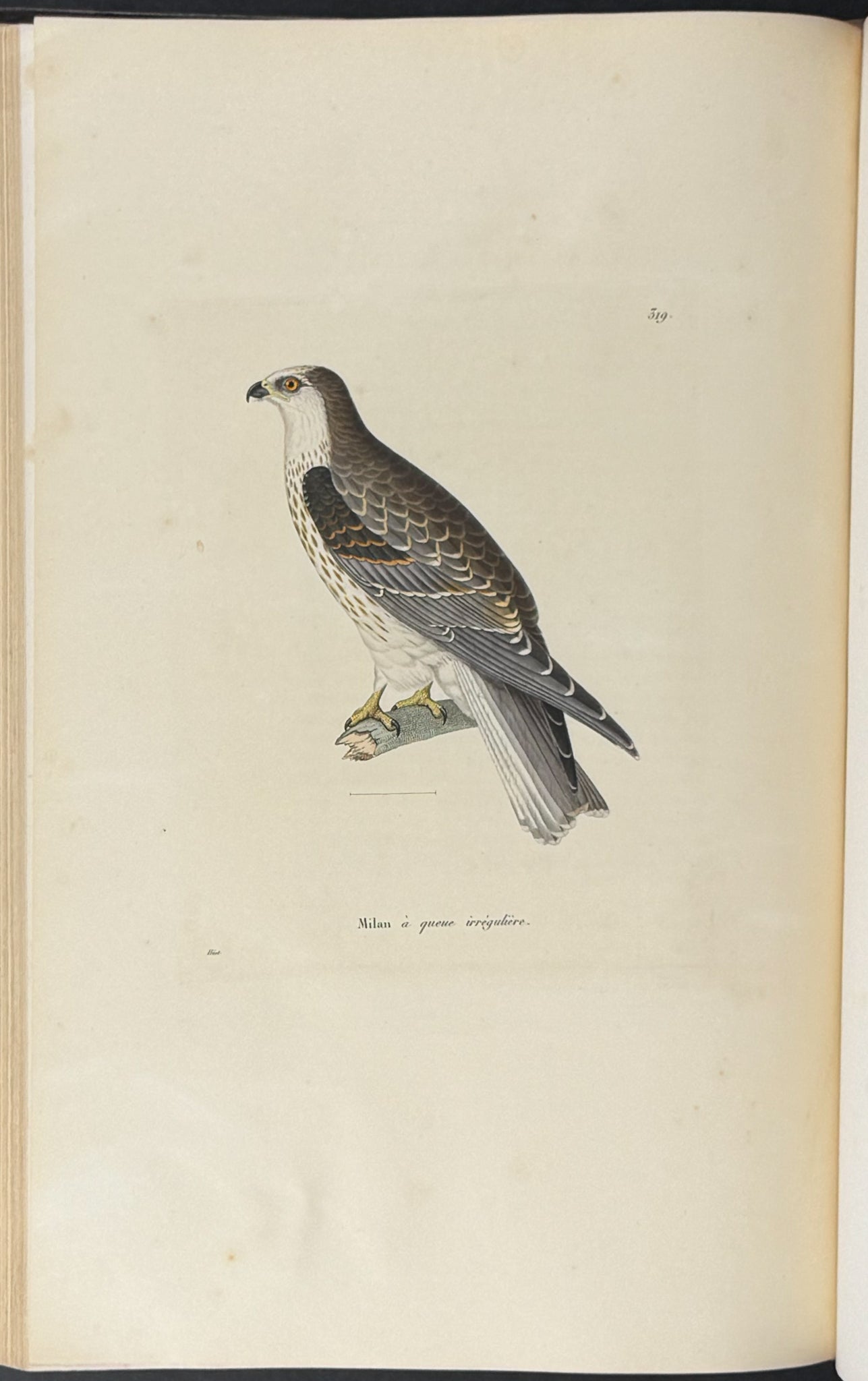 Nouveau recueil de planches coloriees d'oiseaux (New Collection of Colored Plates of Birds)