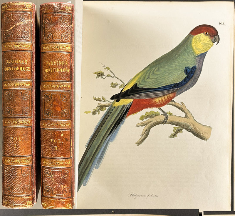 Illustrations of Ornithology
