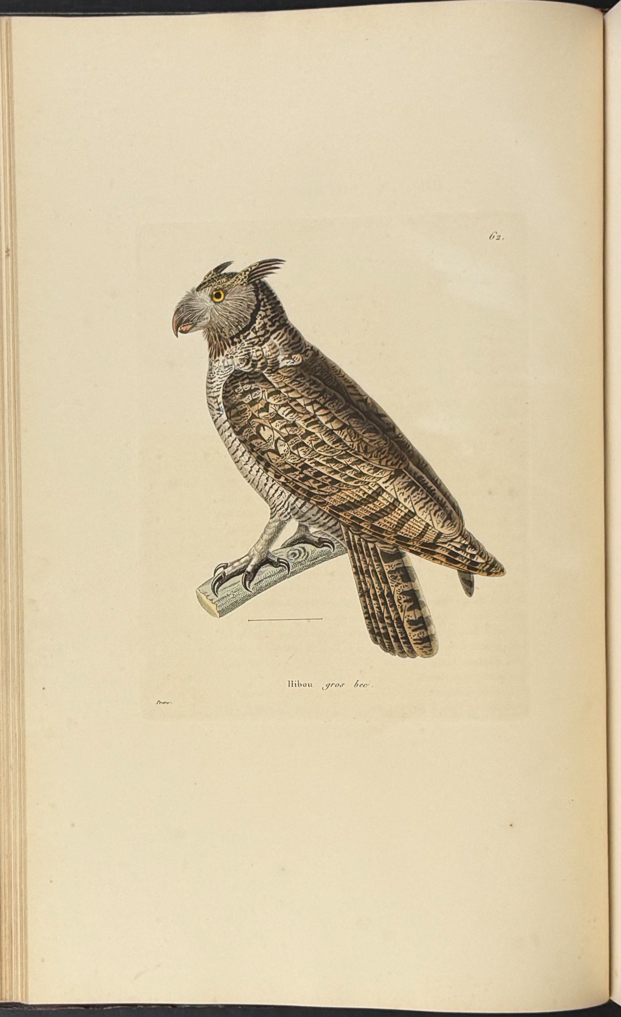 Nouveau recueil de planches coloriees d'oiseaux (New Collection of Colored Plates of Birds)