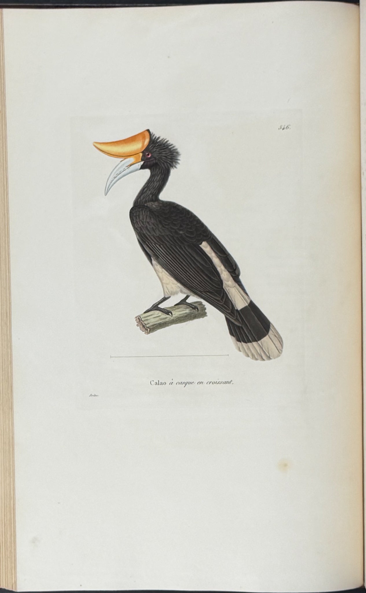 Nouveau recueil de planches coloriees d'oiseaux (New Collection of Colored Plates of Birds)