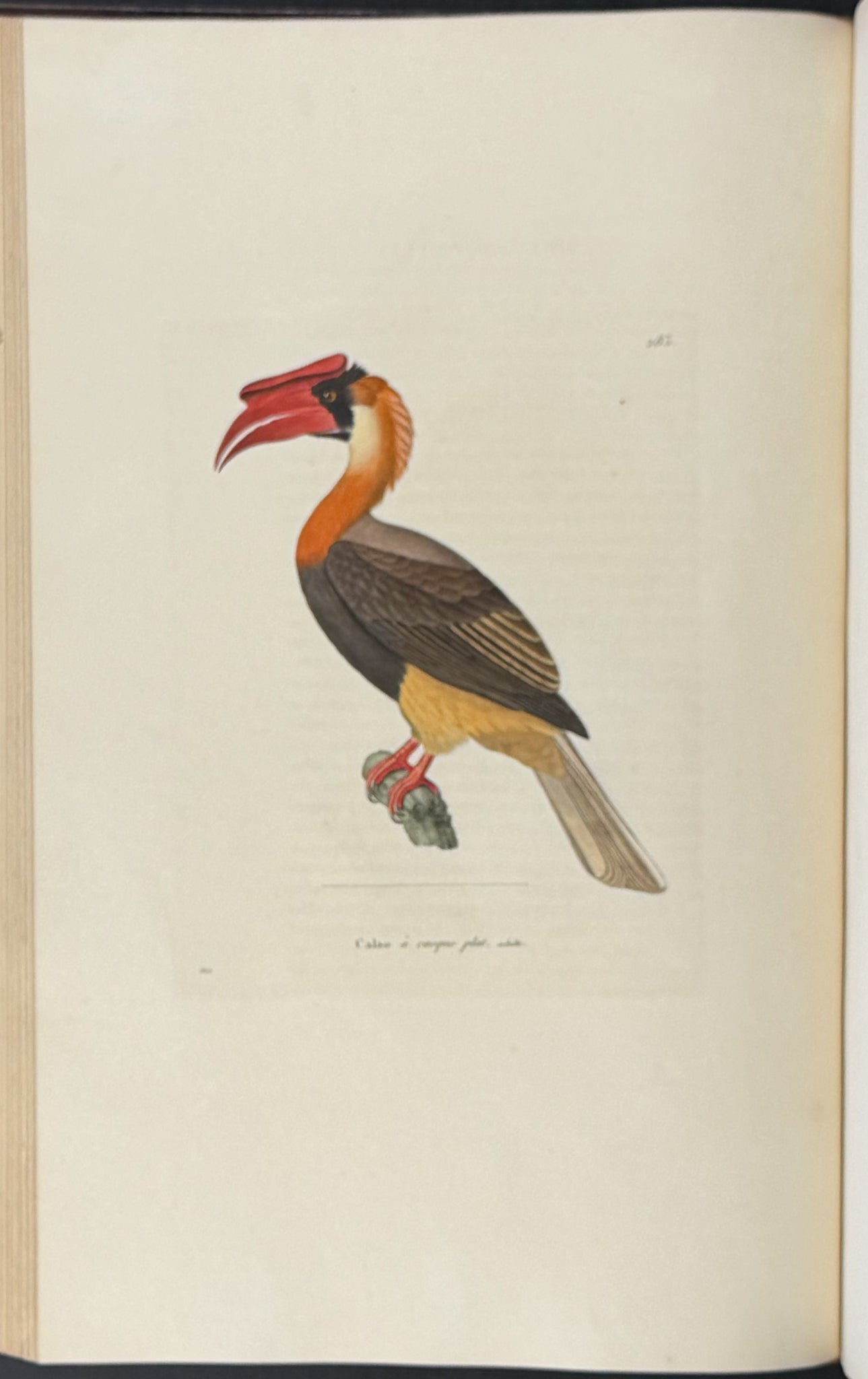 Nouveau recueil de planches coloriees d'oiseaux (New Collection of Colored Plates of Birds)