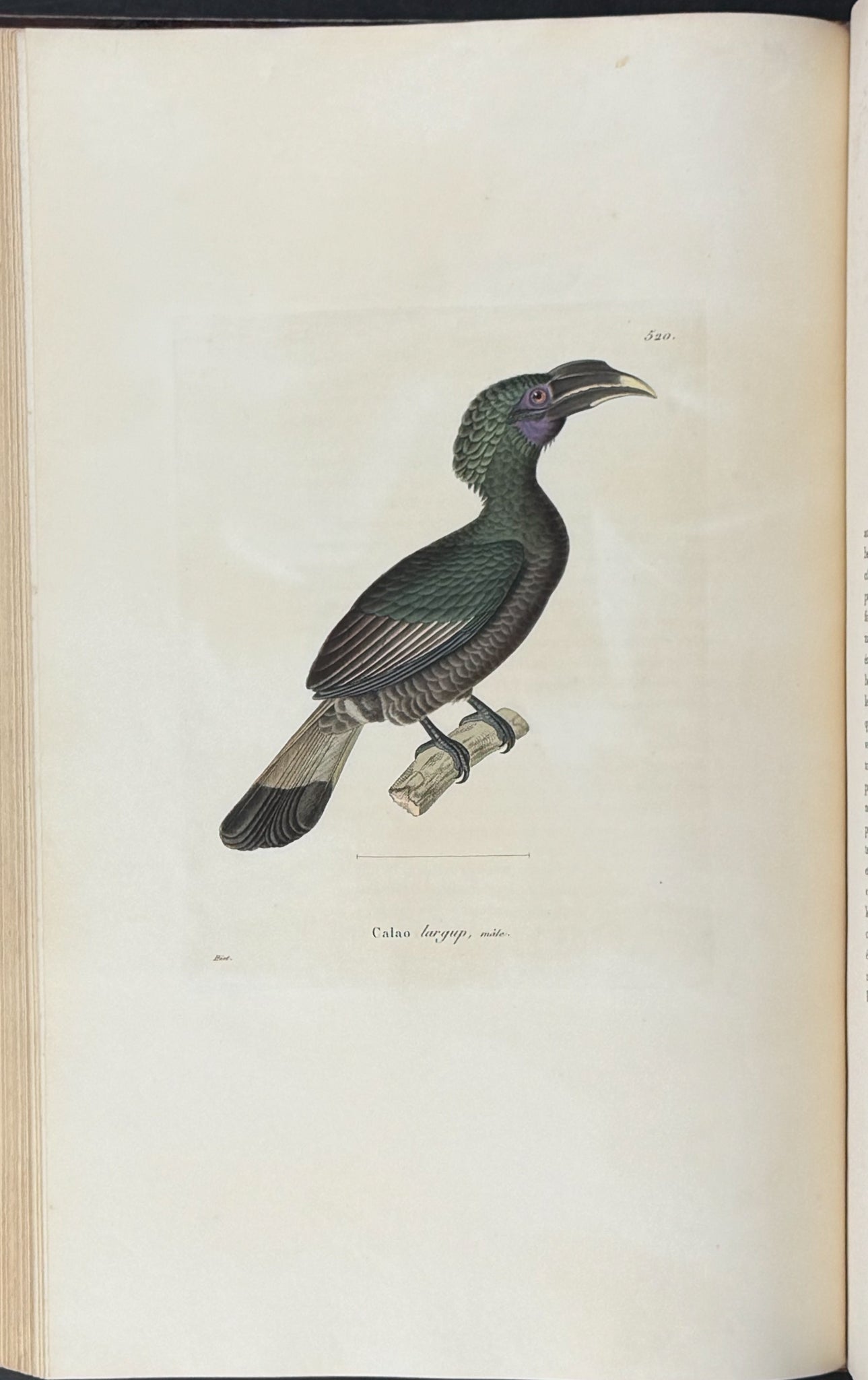 Nouveau recueil de planches coloriees d'oiseaux (New Collection of Colored Plates of Birds)