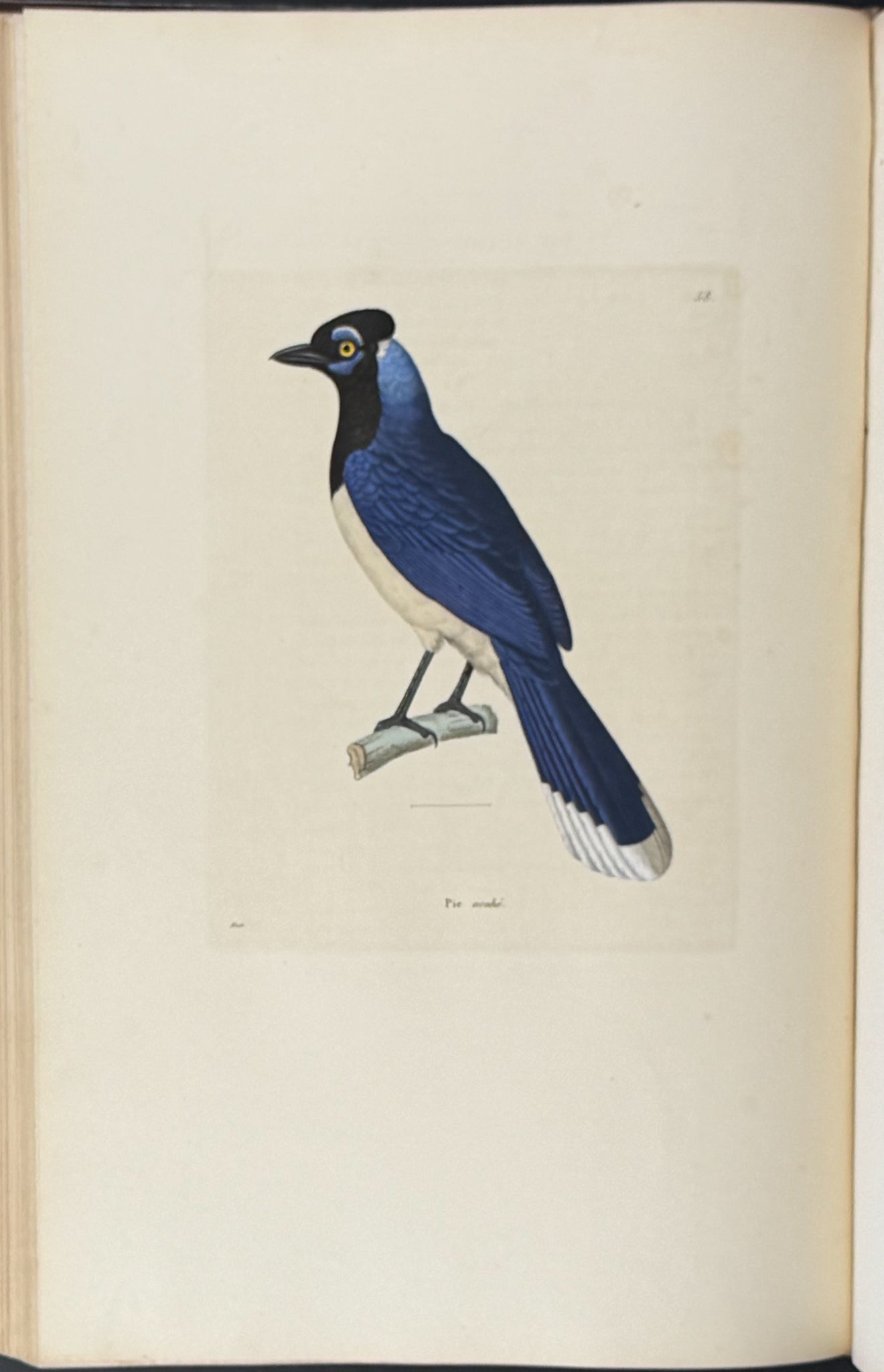 Nouveau recueil de planches coloriees d'oiseaux (New Collection of Colored Plates of Birds)