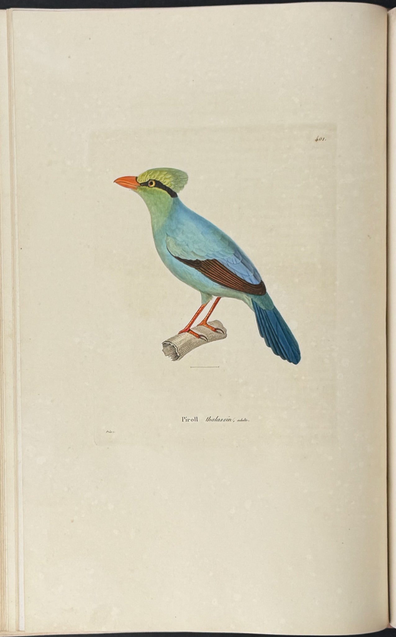 Nouveau recueil de planches coloriees d'oiseaux (New Collection of Colored Plates of Birds)