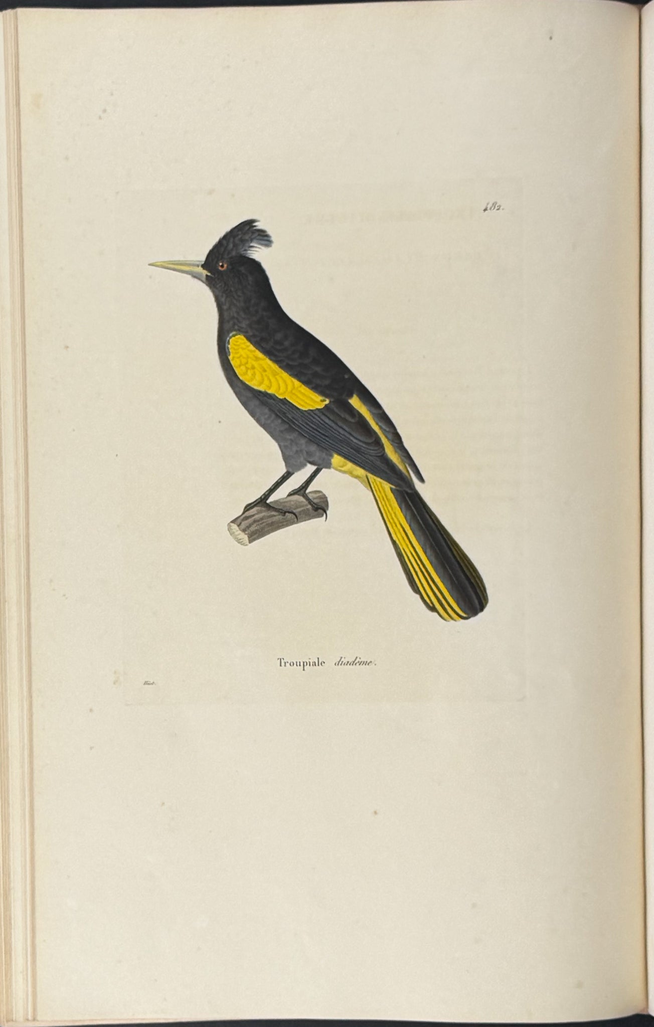 Nouveau recueil de planches coloriees d'oiseaux (New Collection of Colored Plates of Birds)
