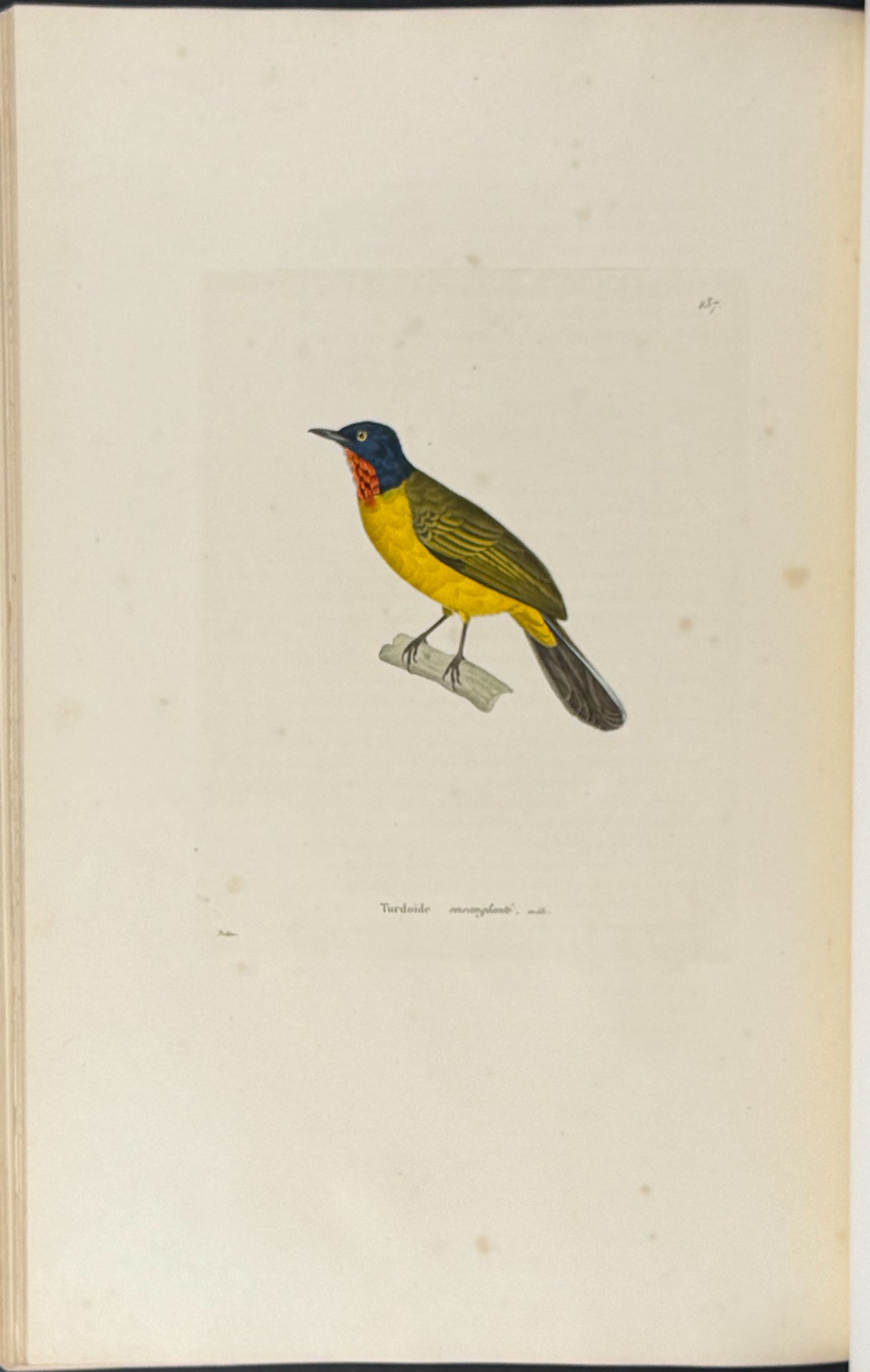 Nouveau recueil de planches coloriees d'oiseaux (New Collection of Colored Plates of Birds)