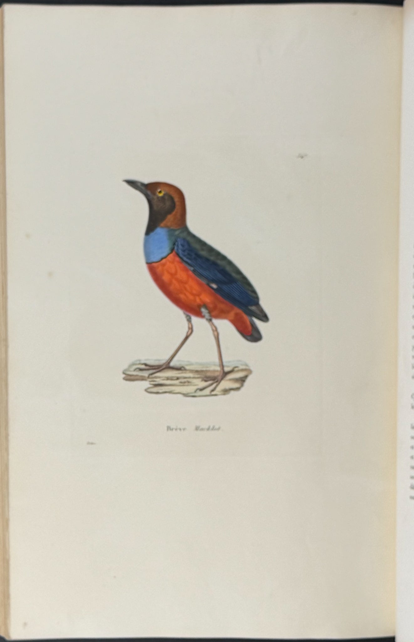 Nouveau recueil de planches coloriees d'oiseaux (New Collection of Colored Plates of Birds)