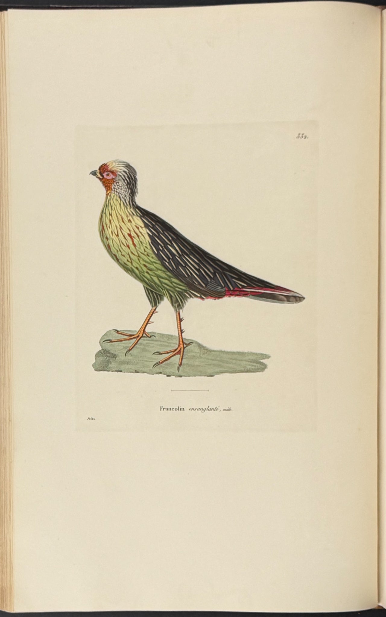 Nouveau recueil de planches coloriees d'oiseaux (New Collection of Colored Plates of Birds)
