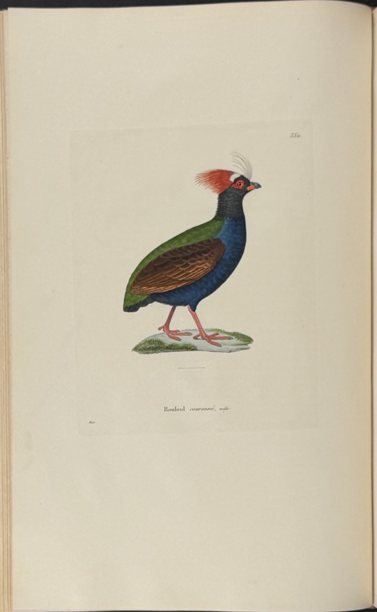 Nouveau recueil de planches coloriees d'oiseaux (New Collection of Colored Plates of Birds)