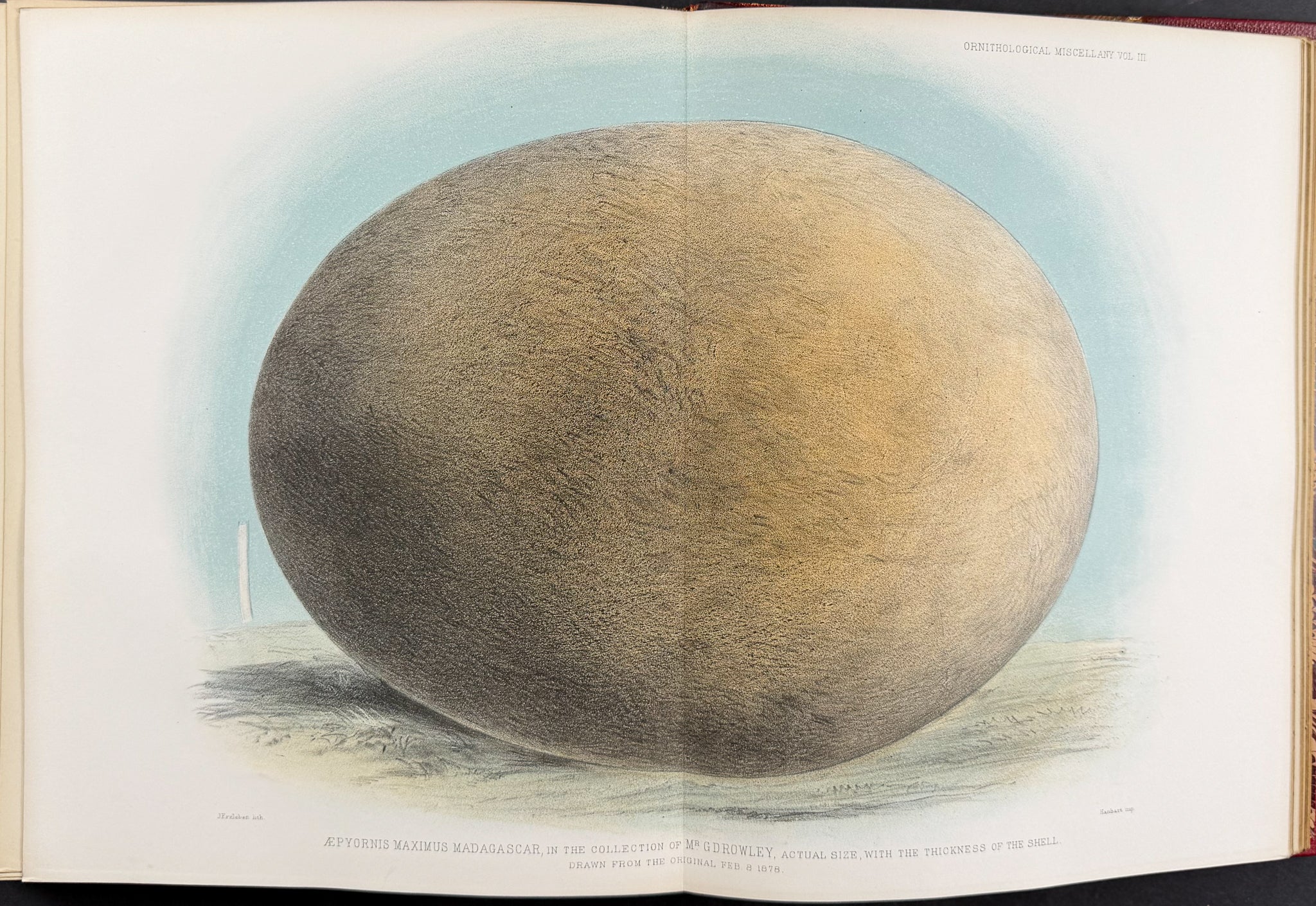 Ornitholigical Miscellany