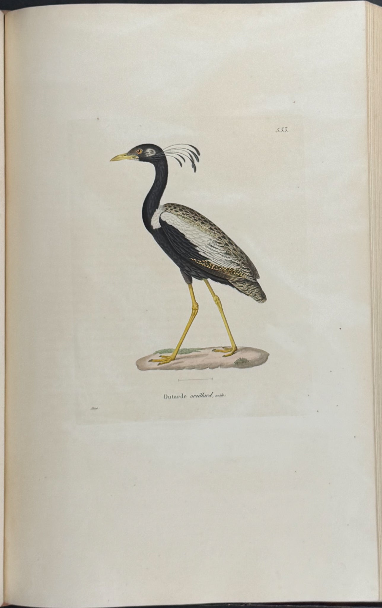 Nouveau recueil de planches coloriees d'oiseaux (New Collection of Colored Plates of Birds)