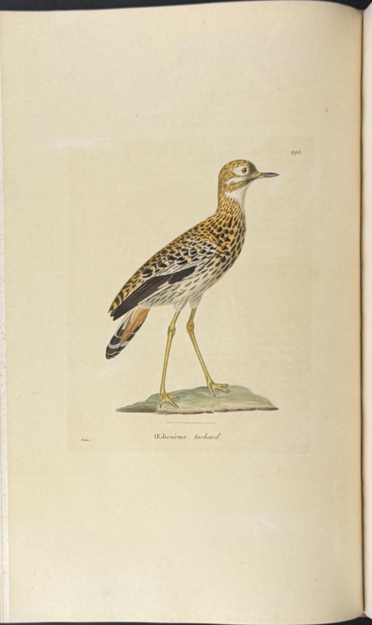 Nouveau recueil de planches coloriees d'oiseaux (New Collection of Colored Plates of Birds)