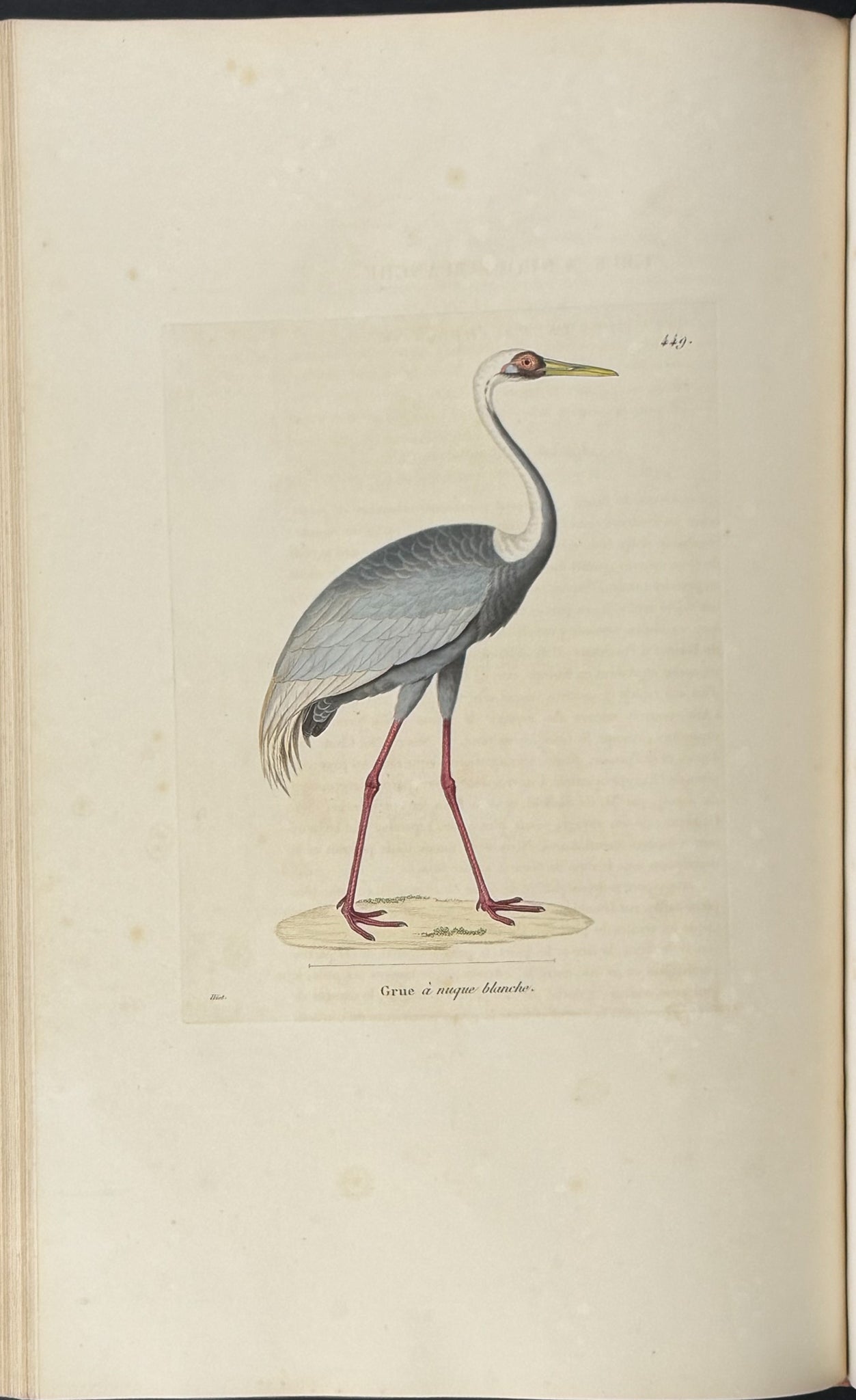 Nouveau recueil de planches coloriees d'oiseaux (New Collection of Colored Plates of Birds)
