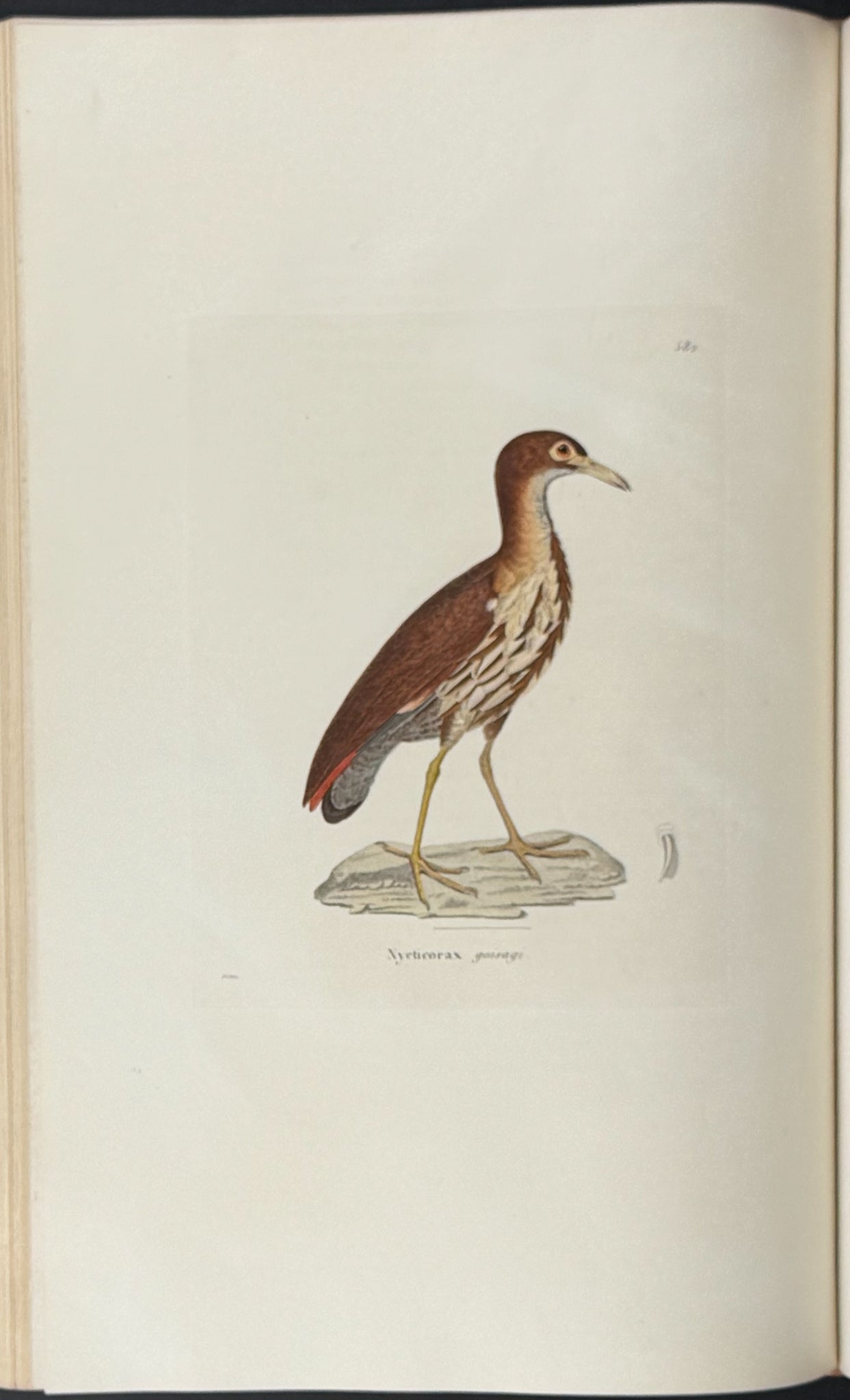 Nouveau recueil de planches coloriees d'oiseaux (New Collection of Colored Plates of Birds)