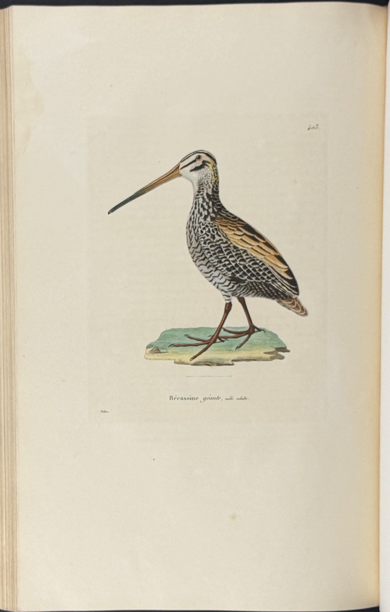 Nouveau recueil de planches coloriees d'oiseaux (New Collection of Colored Plates of Birds)