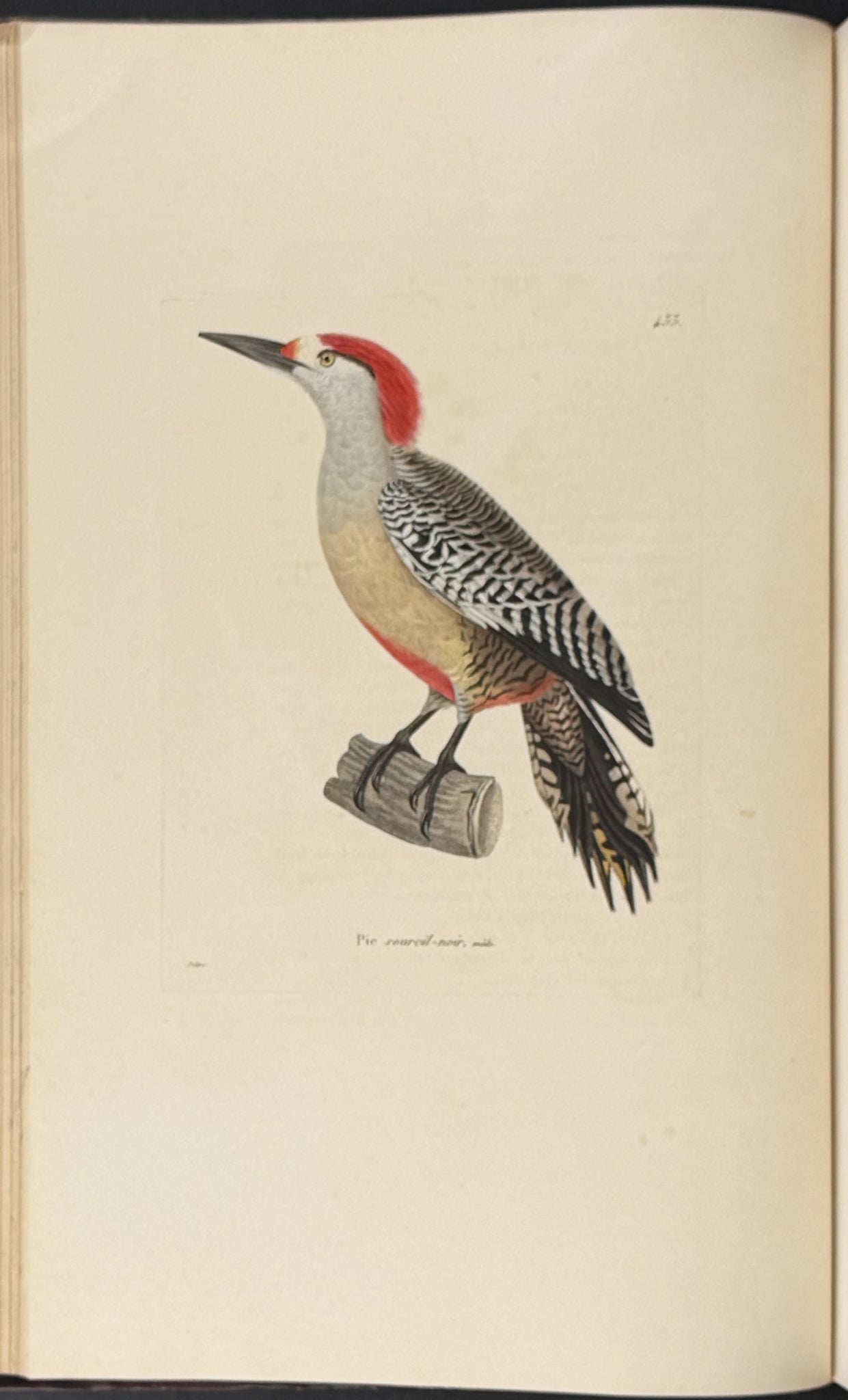Nouveau recueil de planches coloriees d'oiseaux (New Collection of Colored Plates of Birds)