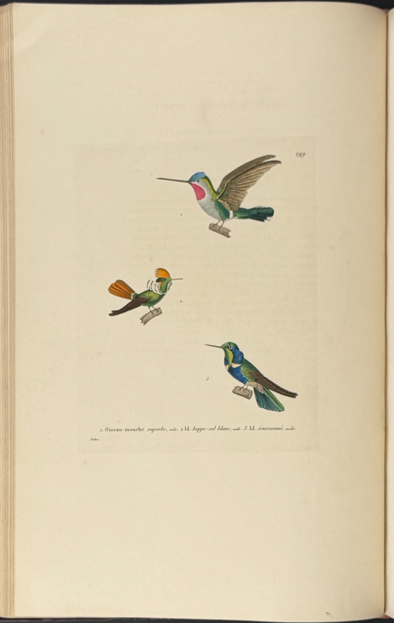 Nouveau recueil de planches coloriees d'oiseaux (New Collection of Colored Plates of Birds)