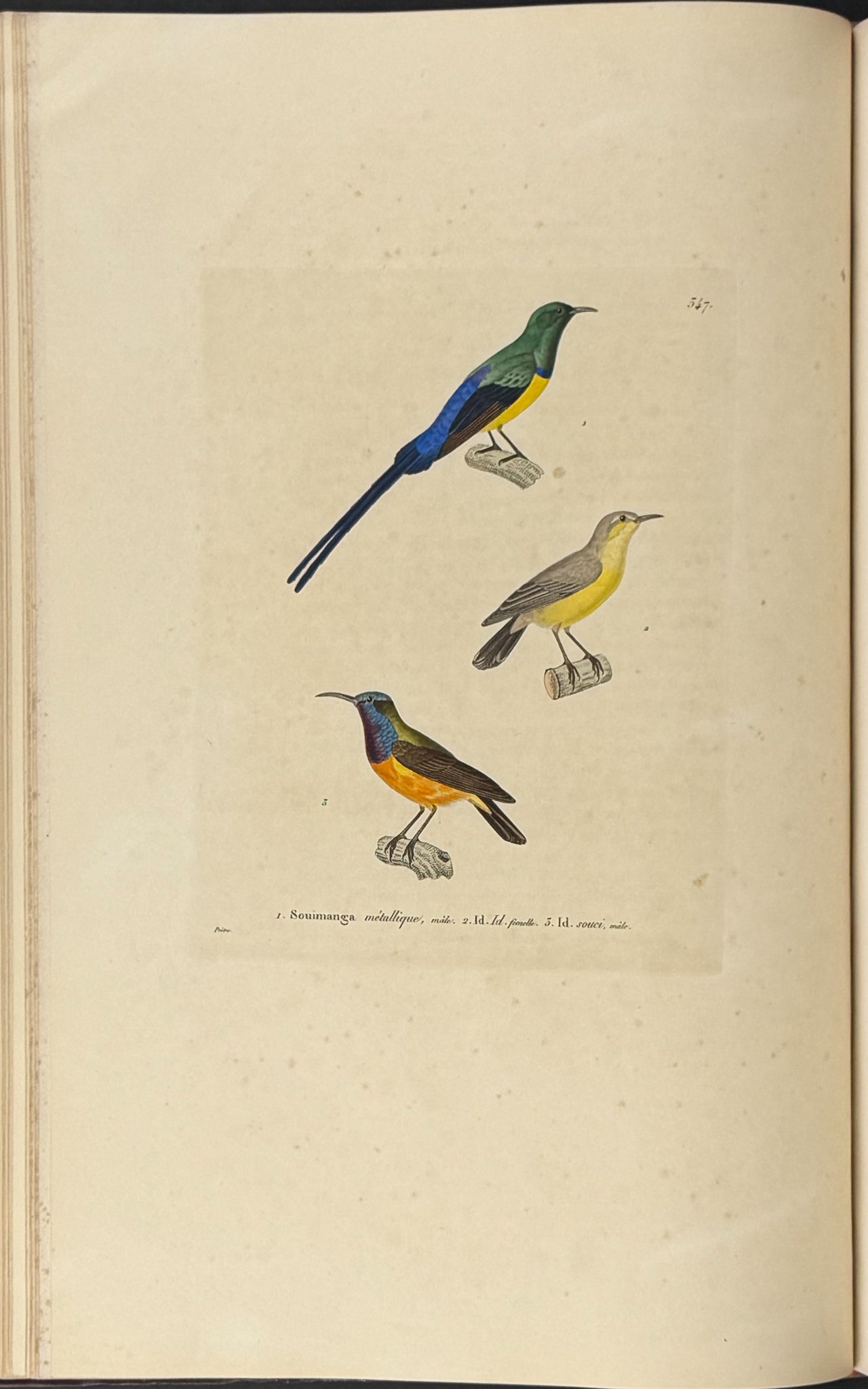 Nouveau recueil de planches coloriees d'oiseaux (New Collection of Colored Plates of Birds)