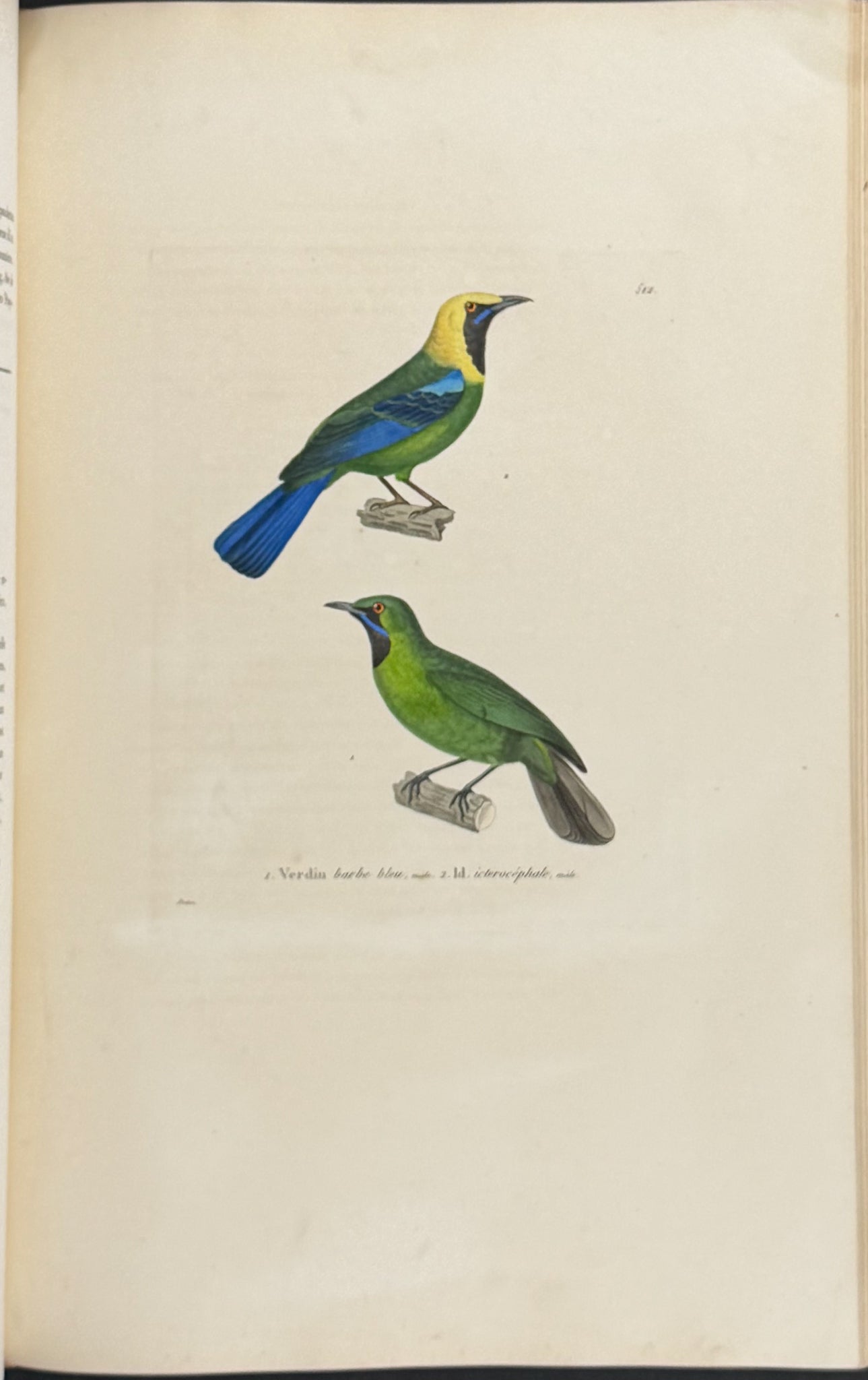 Nouveau recueil de planches coloriees d'oiseaux (New Collection of Colored Plates of Birds)