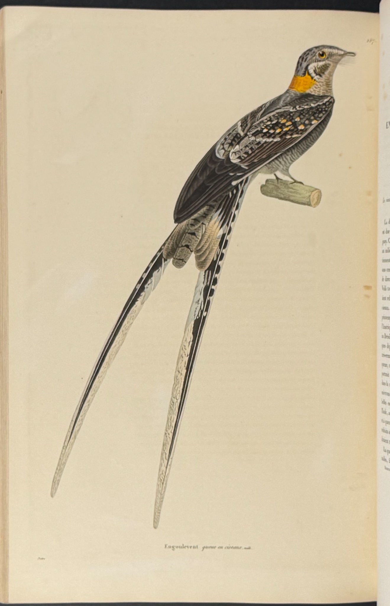 Nouveau recueil de planches coloriees d'oiseaux (New Collection of Colored Plates of Birds)