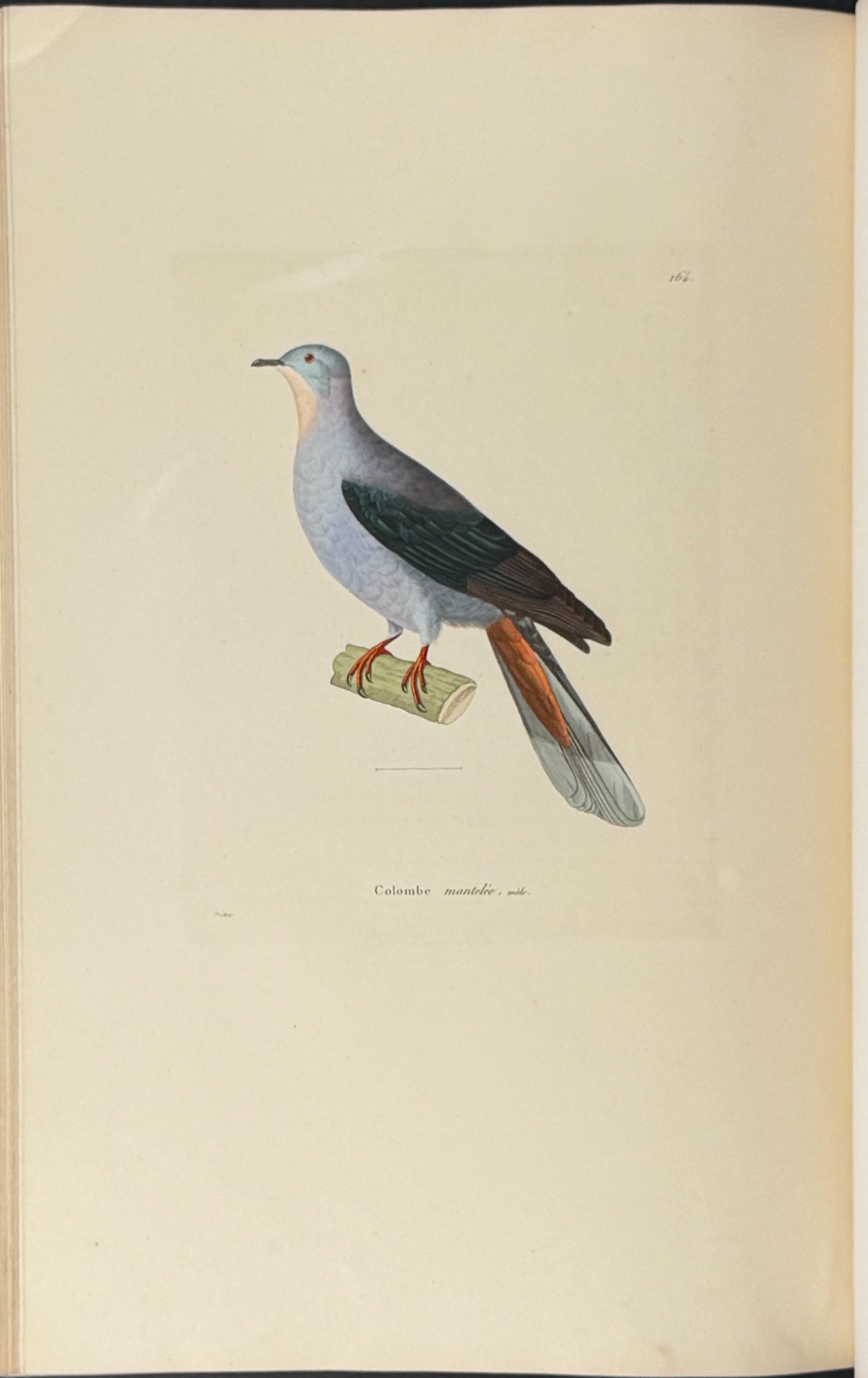 Nouveau recueil de planches coloriees d'oiseaux (New Collection of Colored Plates of Birds)