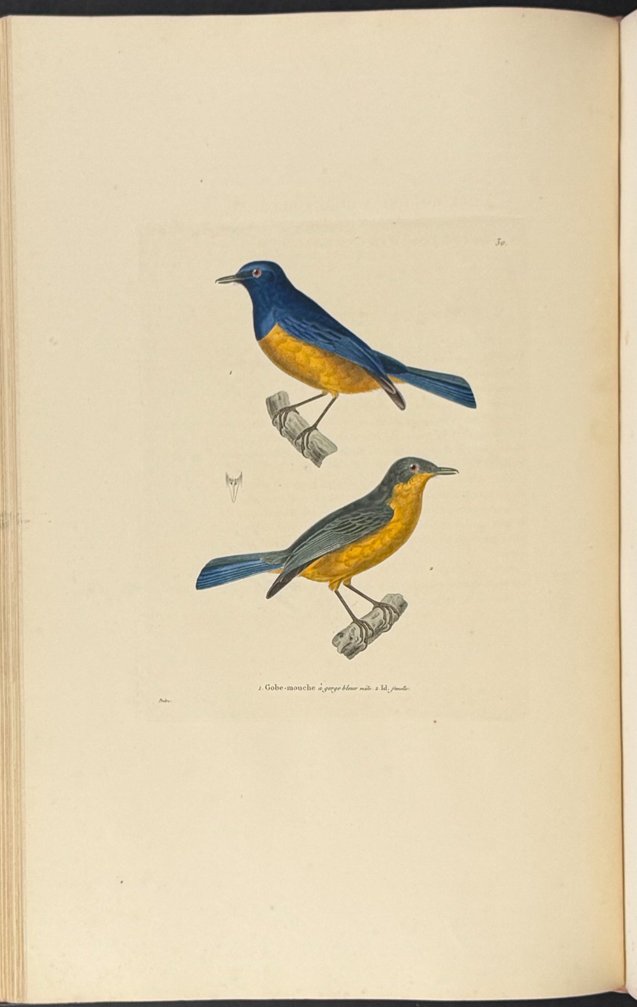 Nouveau recueil de planches coloriees d'oiseaux (New Collection of Colored Plates of Birds)