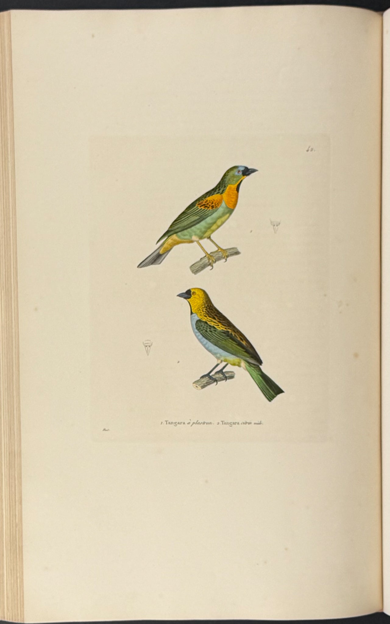 Nouveau recueil de planches coloriees d'oiseaux (New Collection of Colored Plates of Birds)