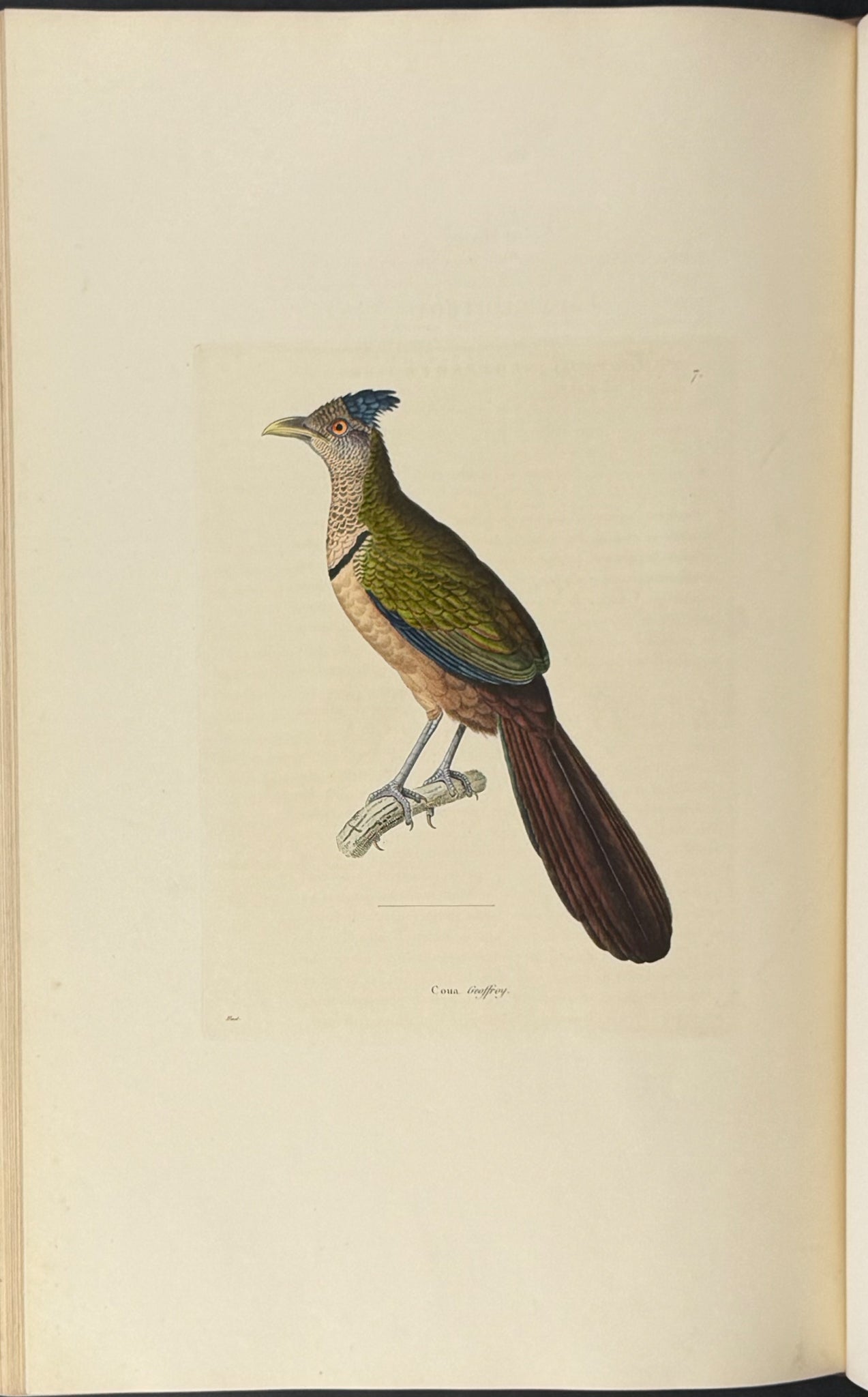 Nouveau recueil de planches coloriees d'oiseaux (New Collection of Colored Plates of Birds)
