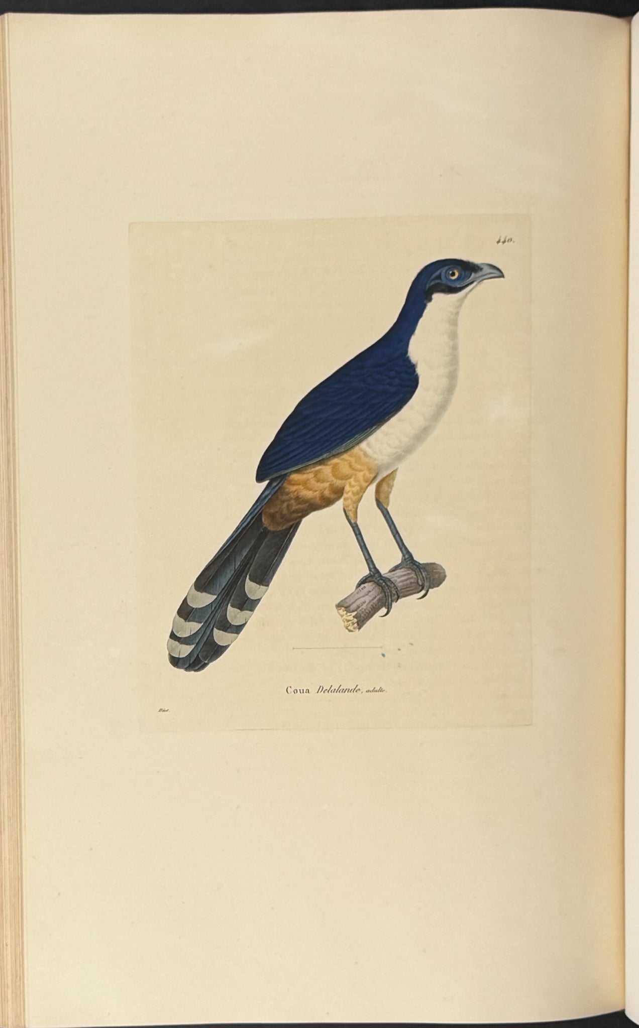 Nouveau recueil de planches coloriees d'oiseaux (New Collection of Colored Plates of Birds)