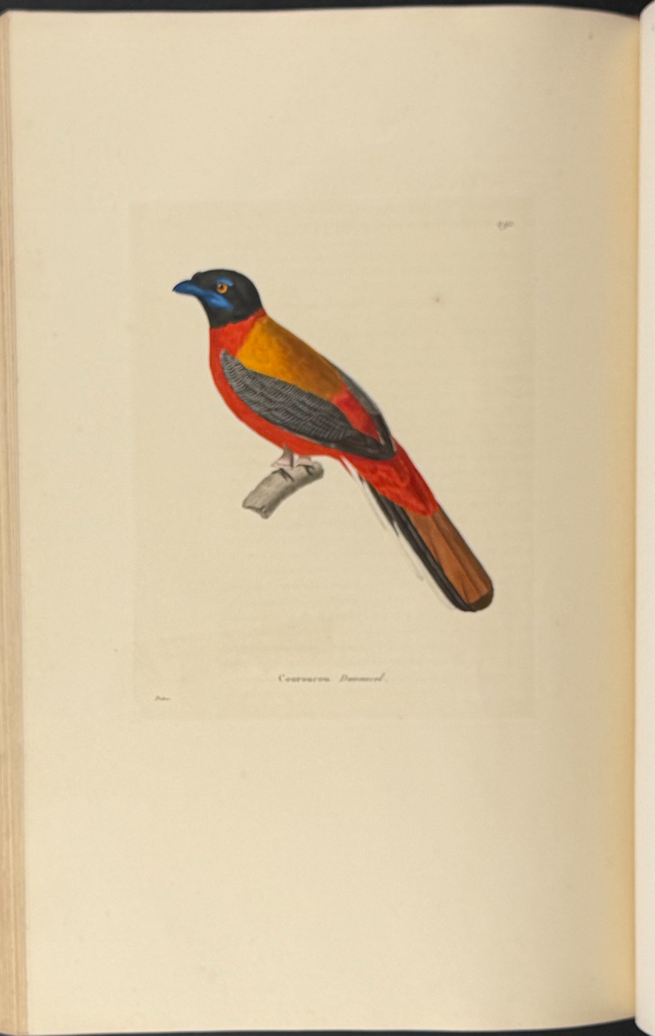 Nouveau recueil de planches coloriees d'oiseaux (New Collection of Colored Plates of Birds)