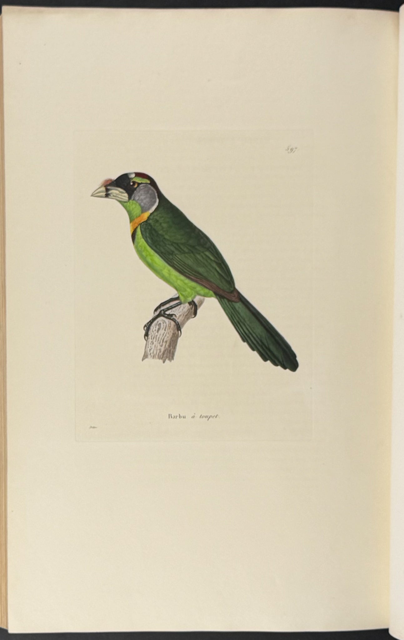 Nouveau recueil de planches coloriees d'oiseaux (New Collection of Colored Plates of Birds)
