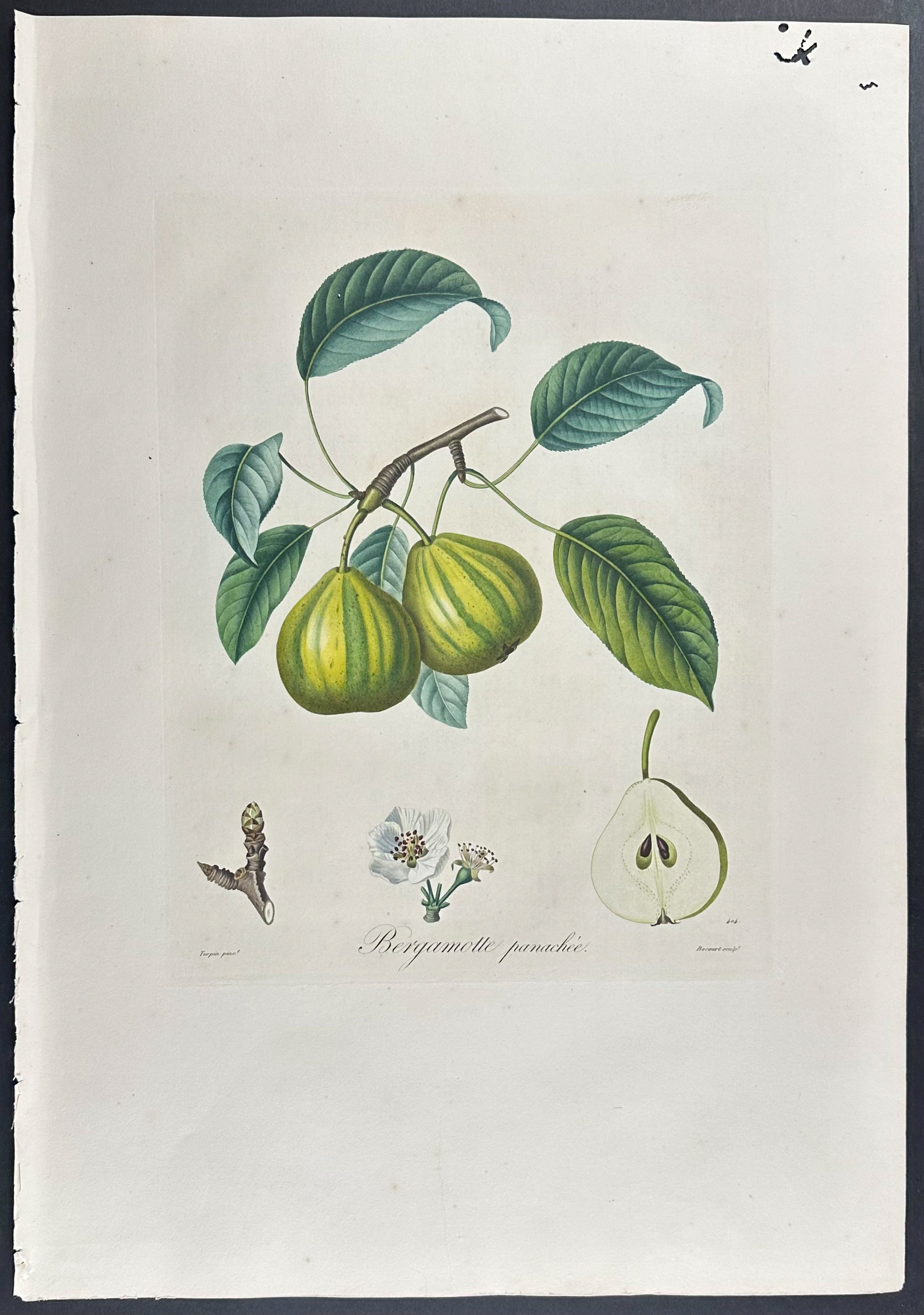 Pear (with additional un-colored engraving)