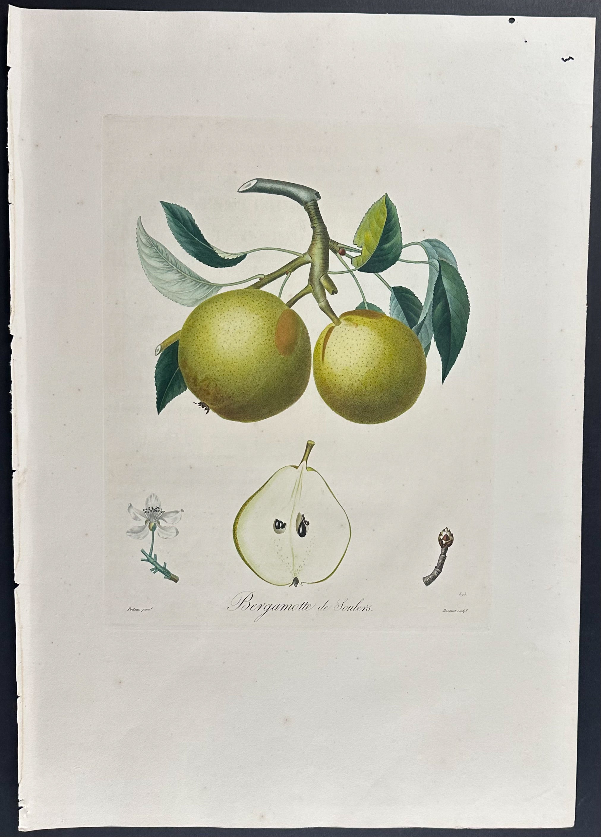 Pear
