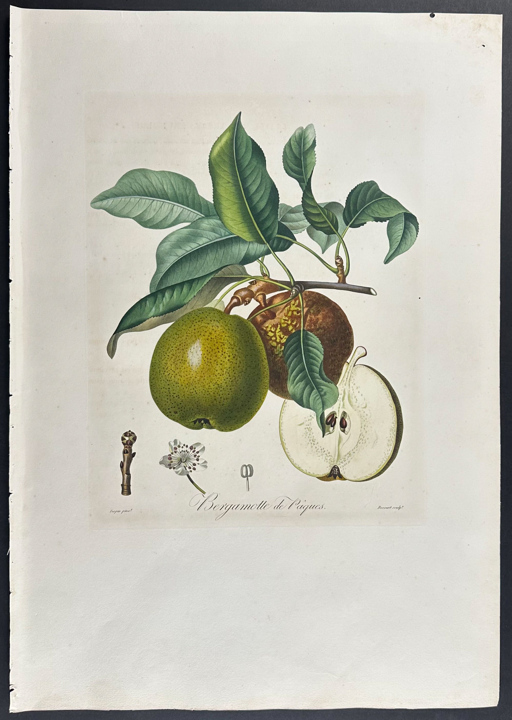 Pear
