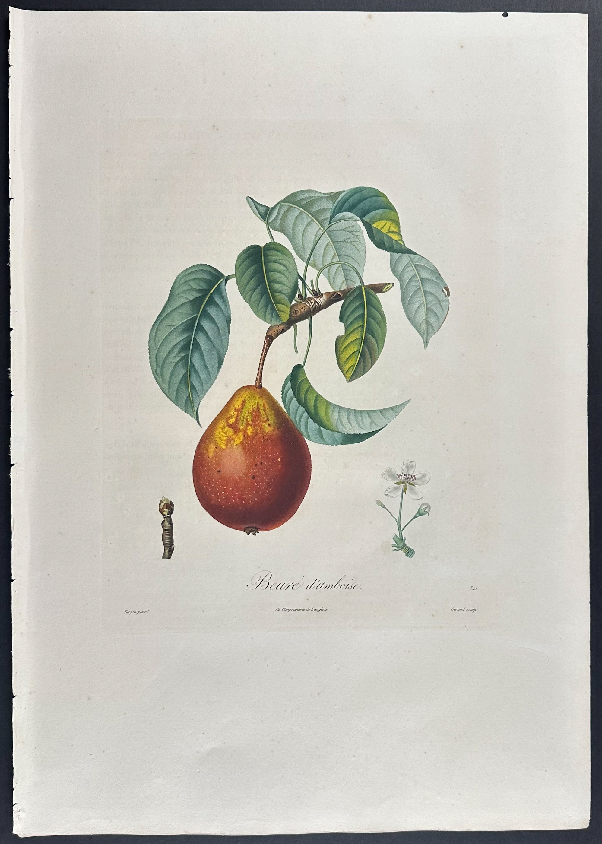 Pear