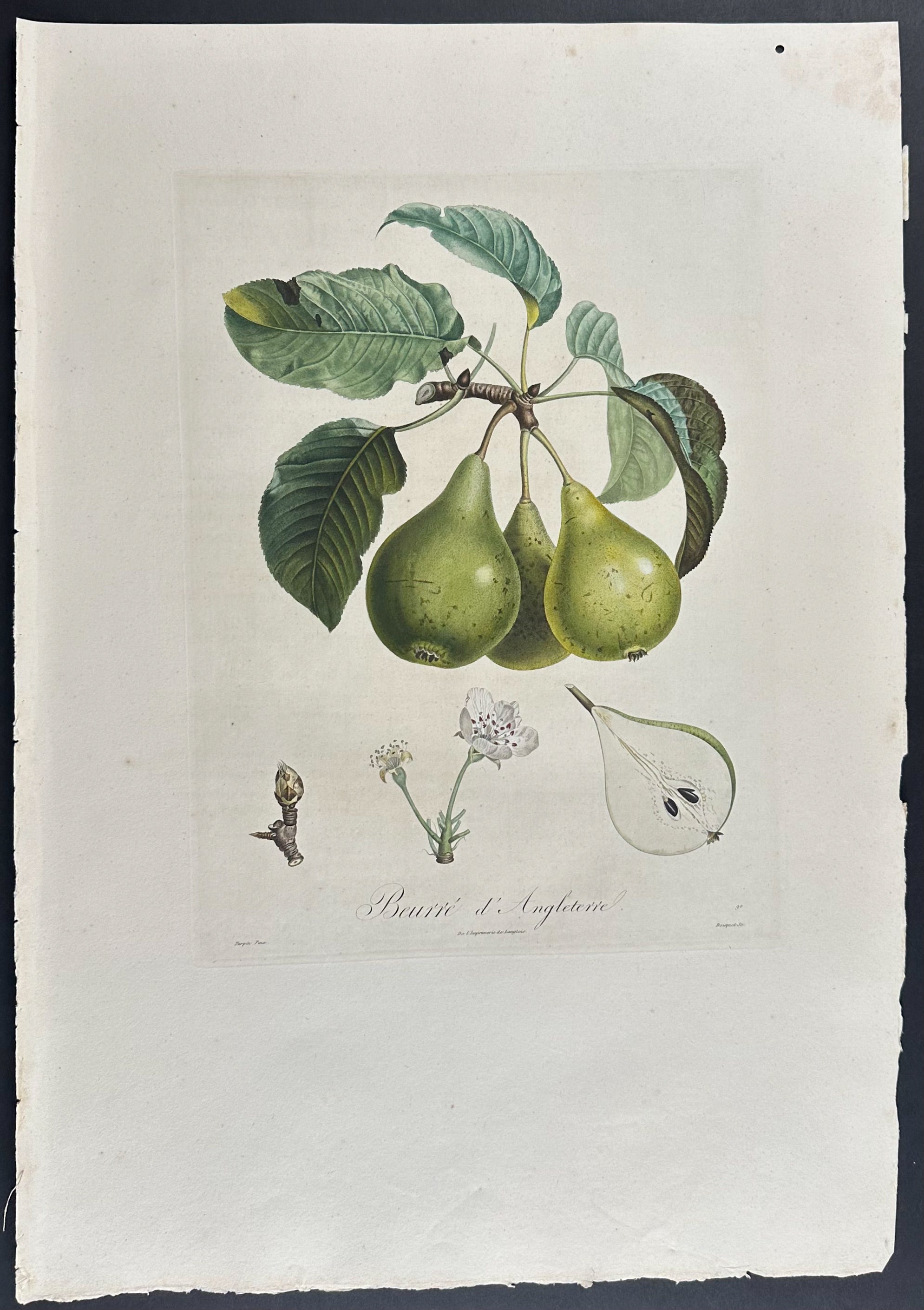 Pear