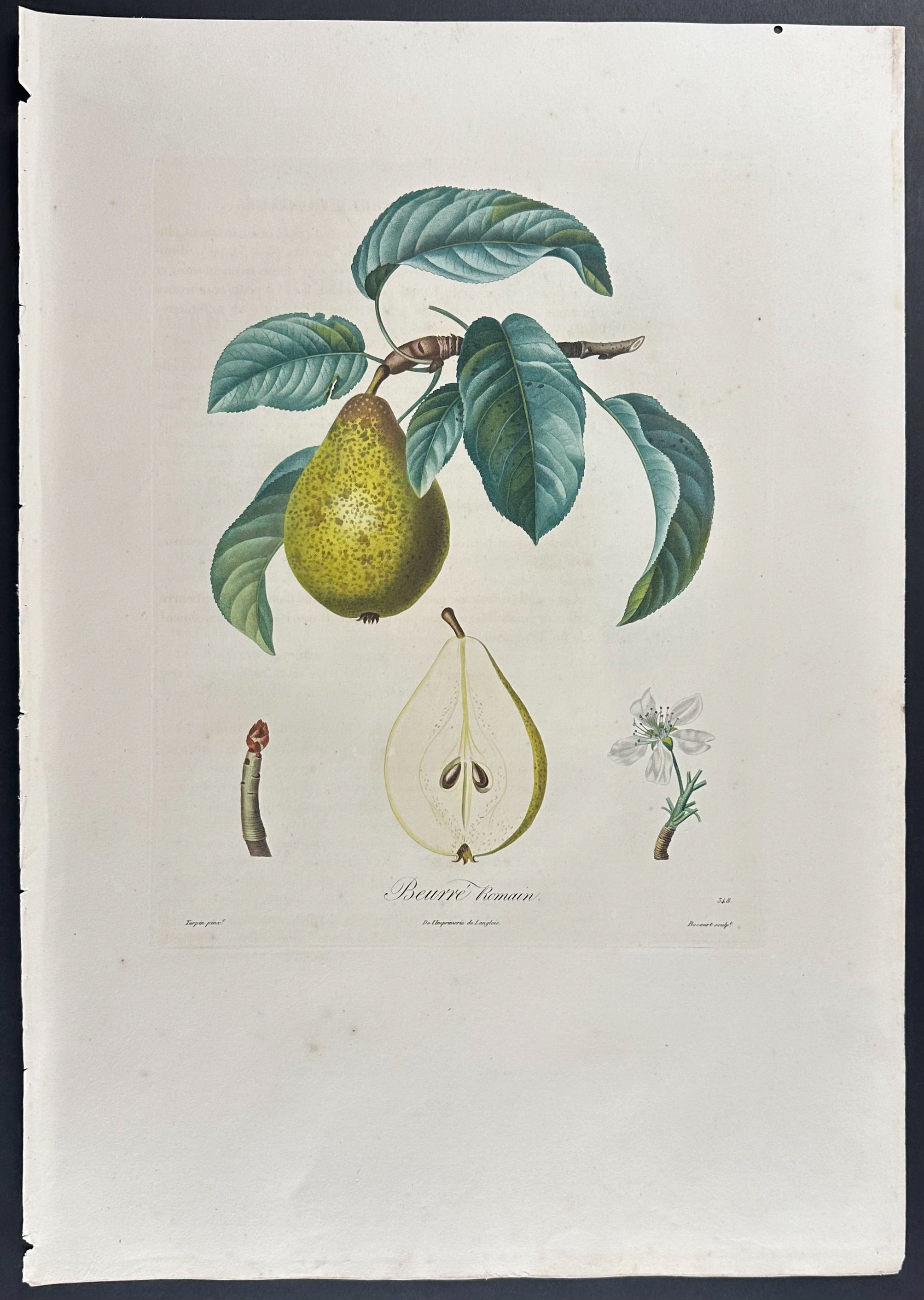 Pear