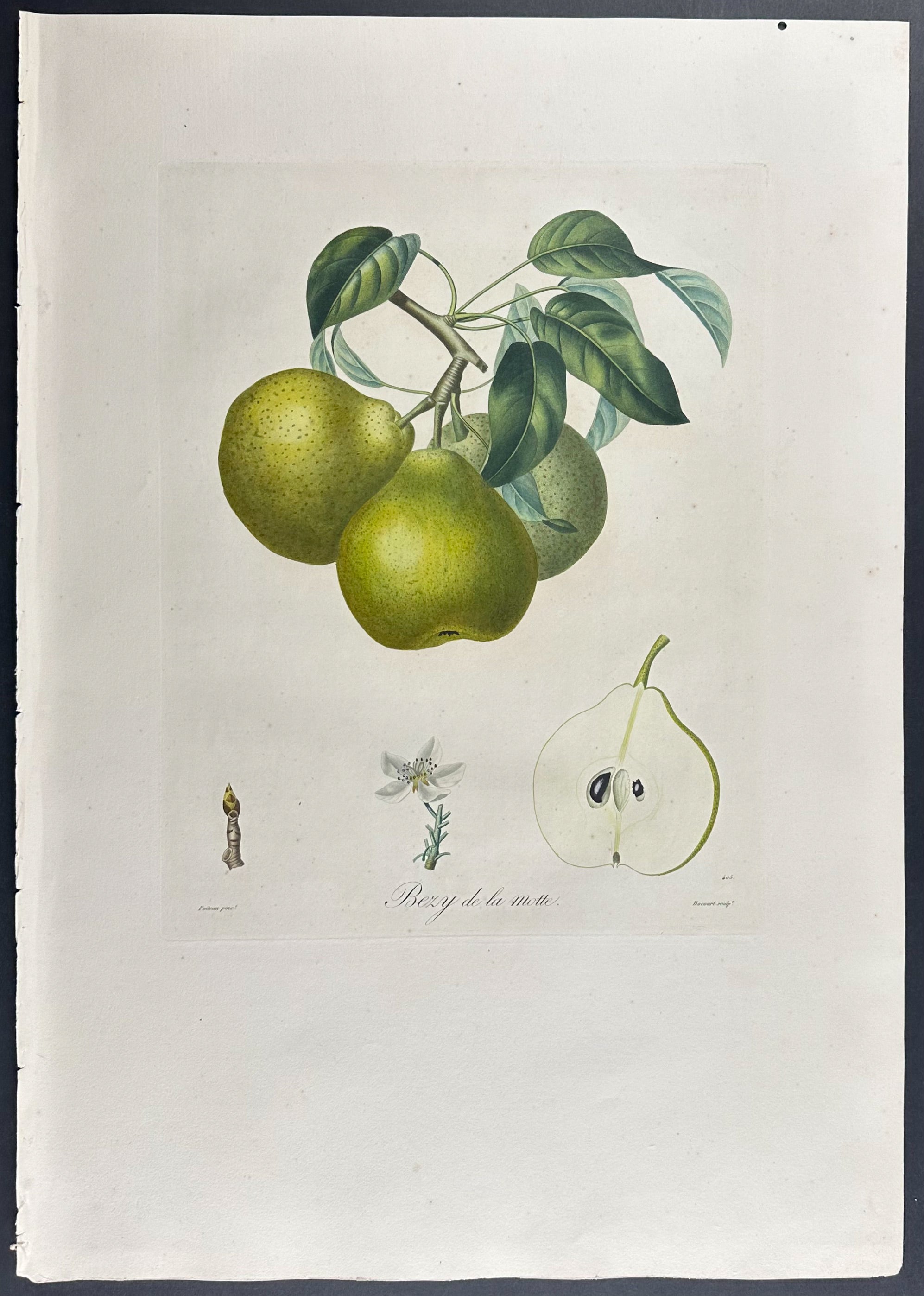 Pear