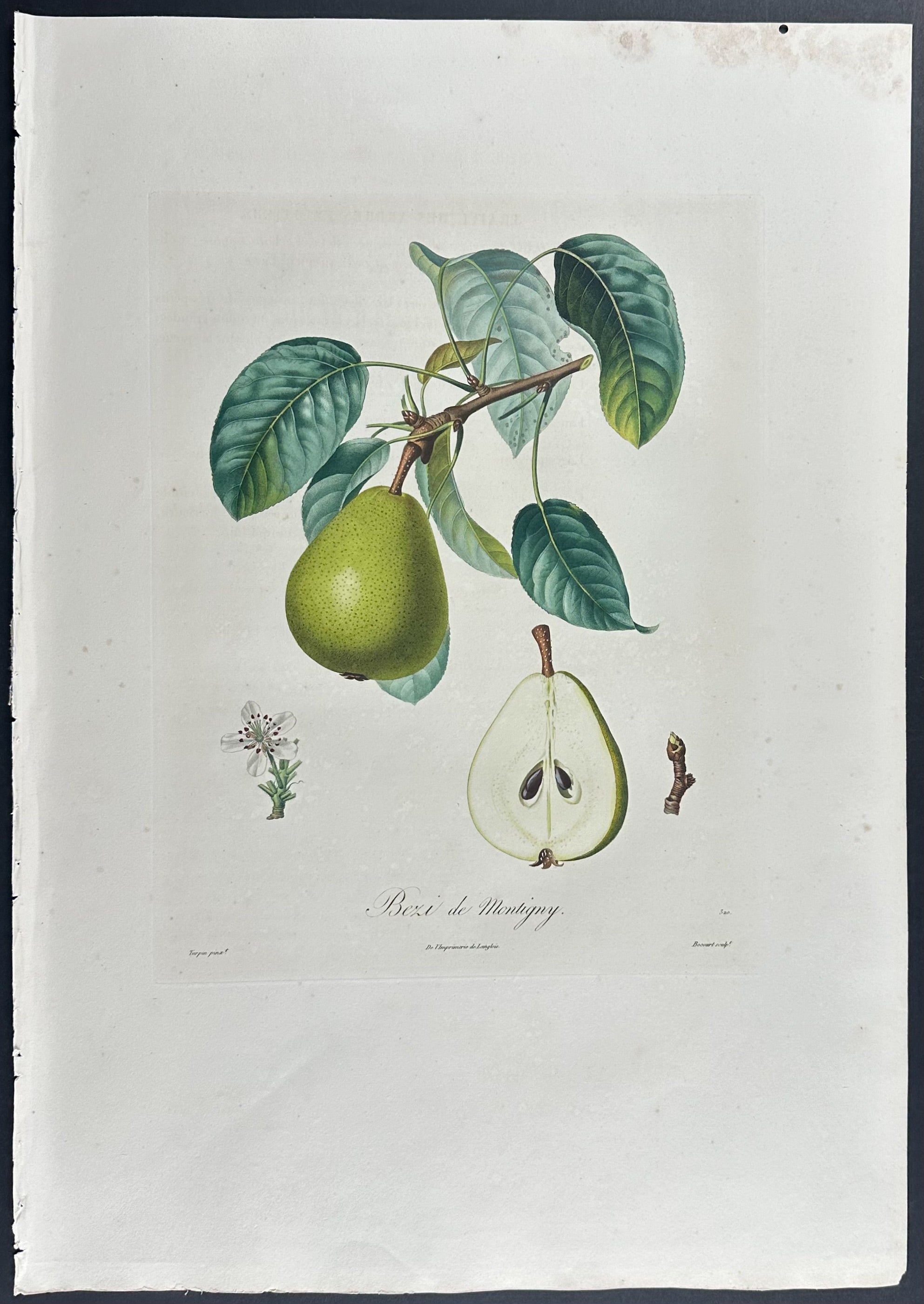 Pear