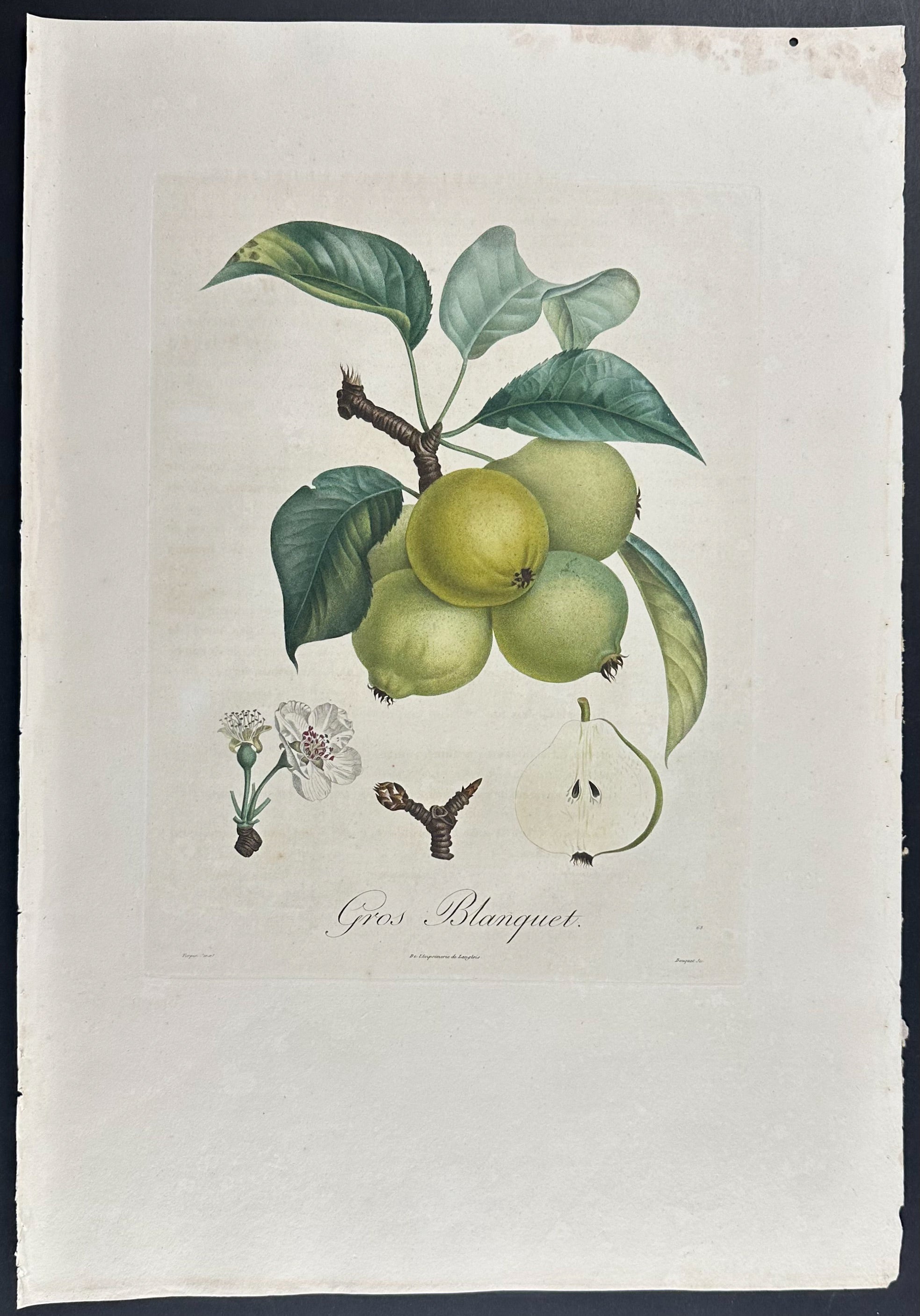 Pear